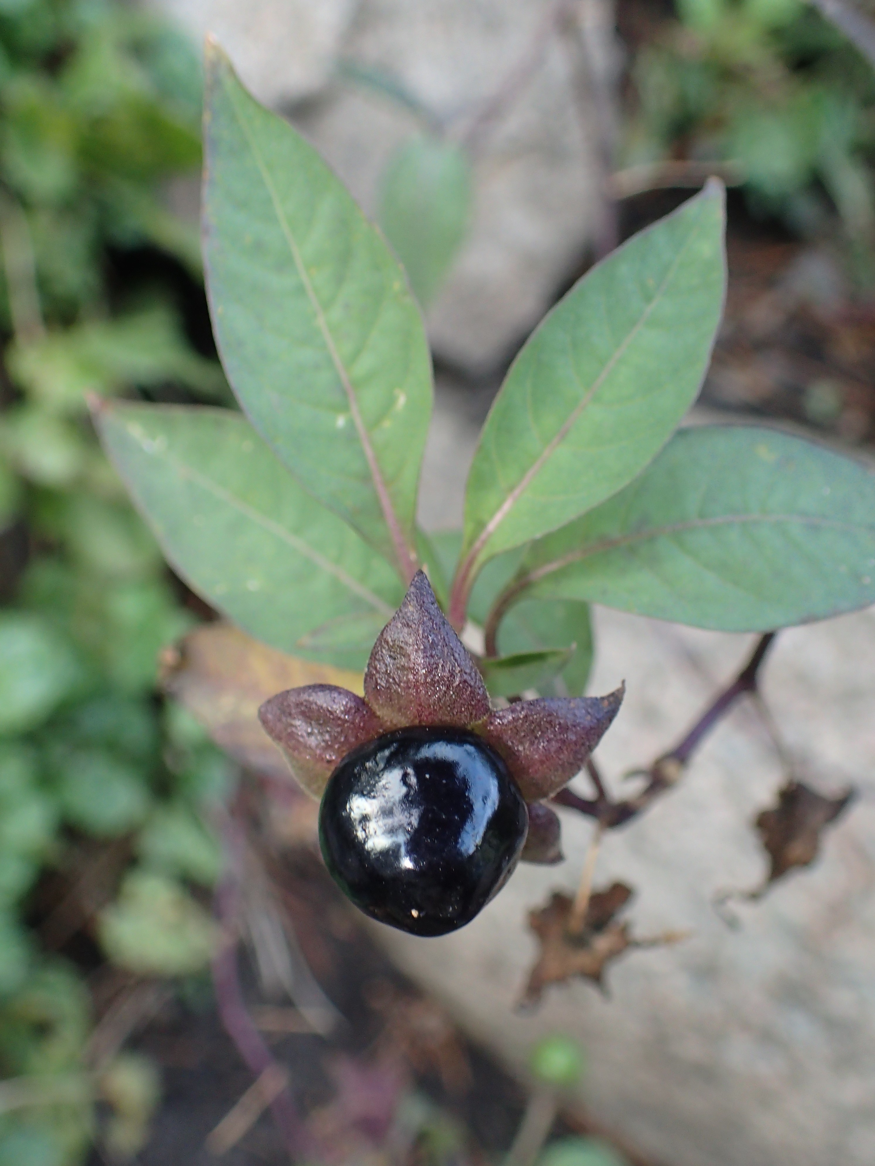 Belladonna plant identification view