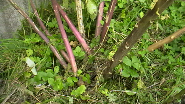 Belladonna stem identification view