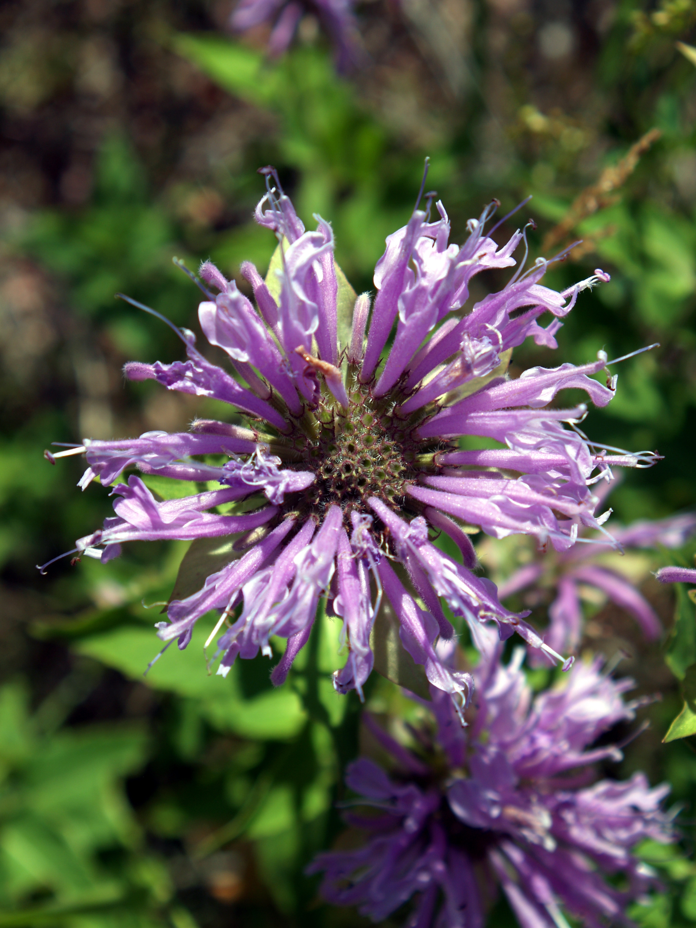 Bergamot Orange flower identification view