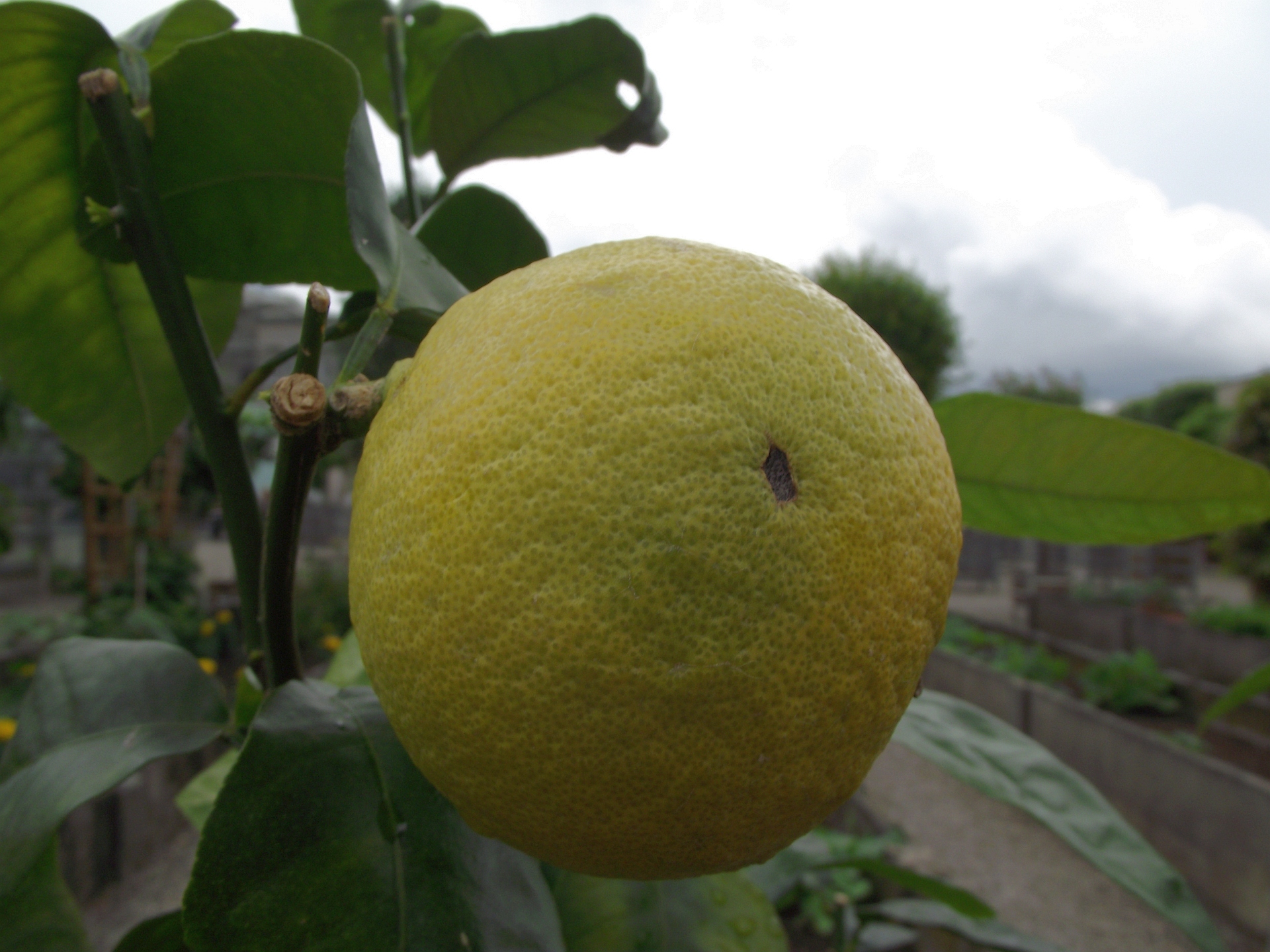 Bergamot Orange fruit identification view