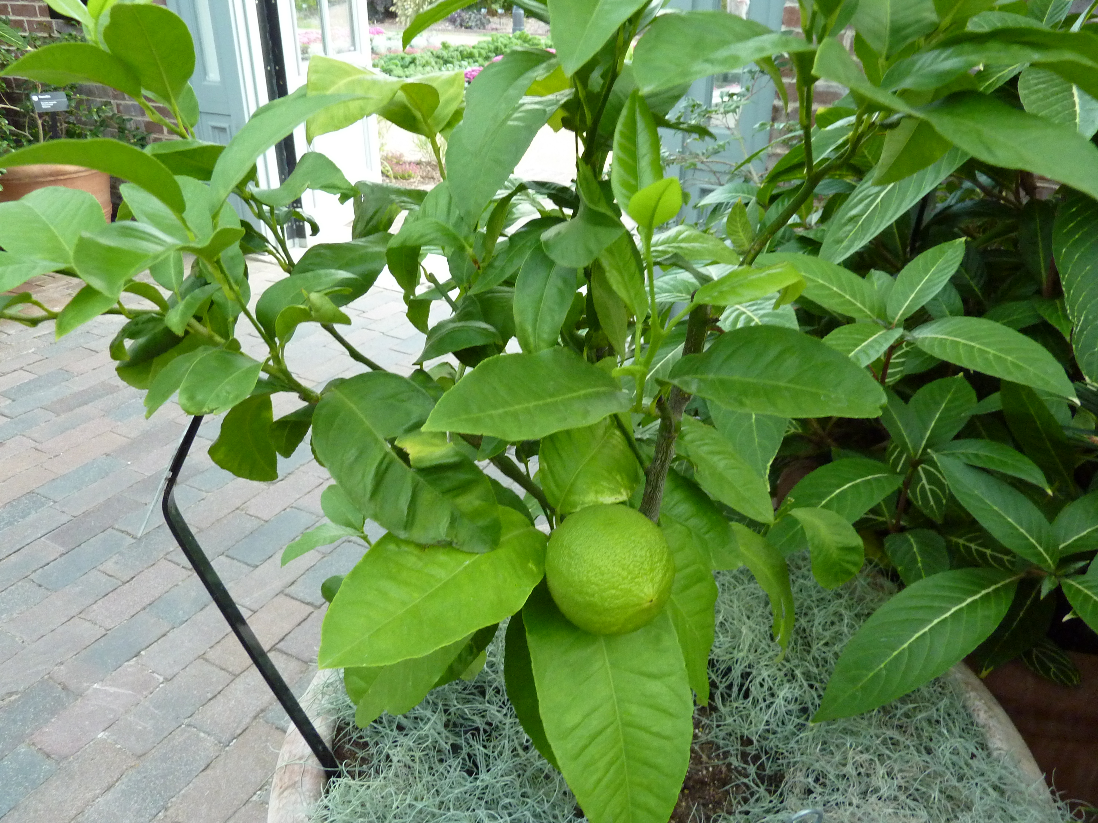 Bergamot Orange leaf identification view