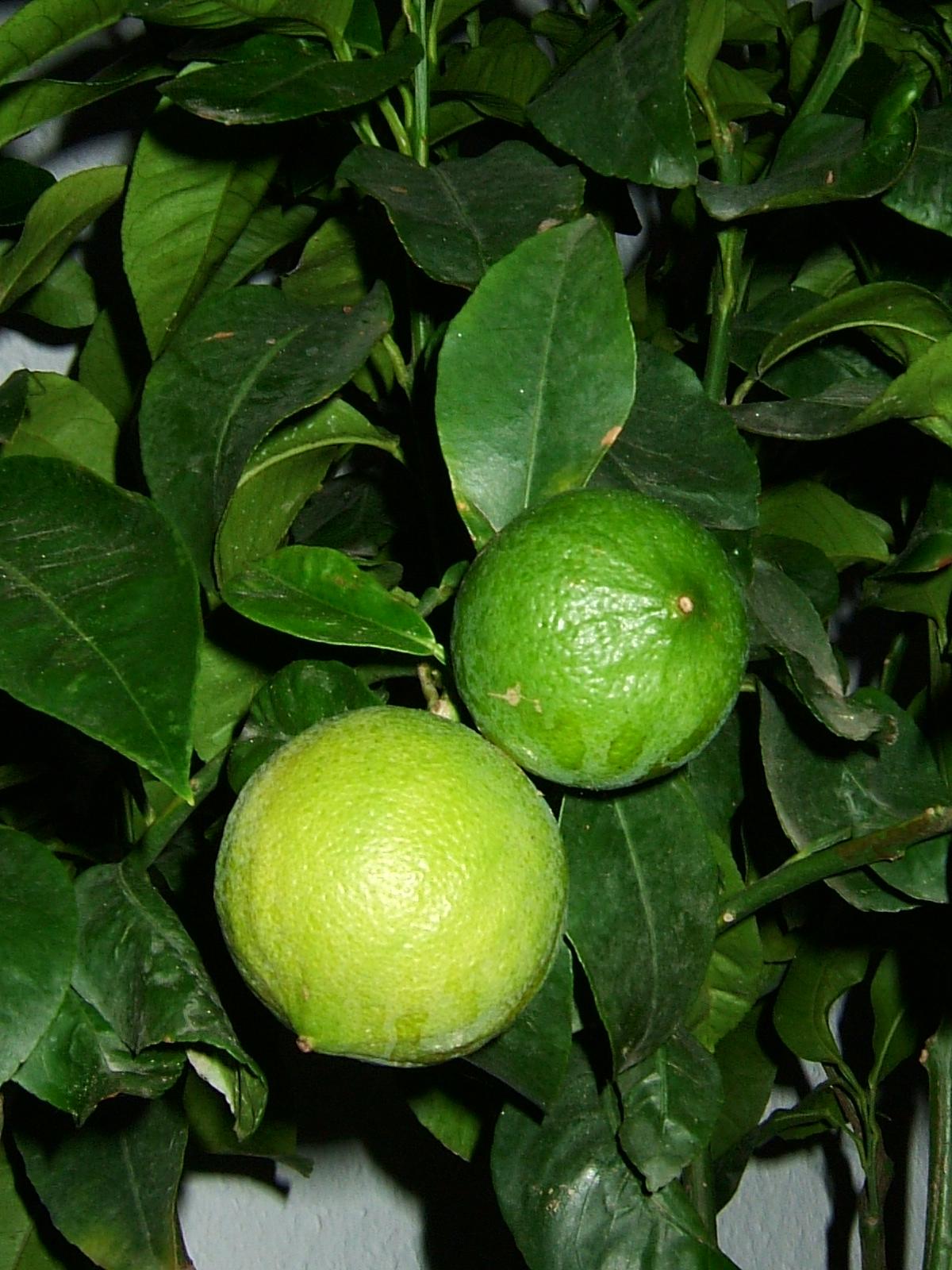 Bergamot Orange plant identification view
