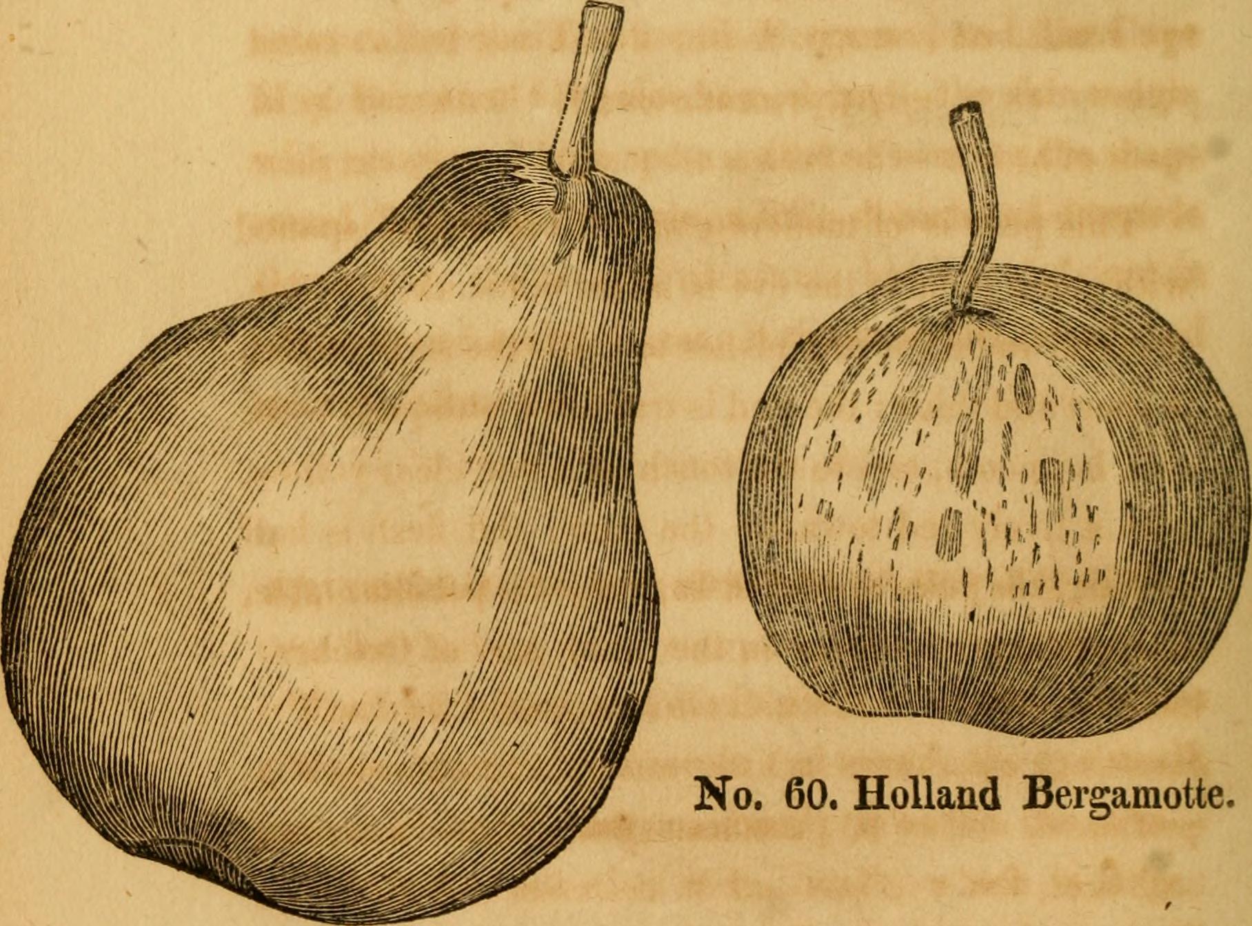 Bergamot Orange stem identification view