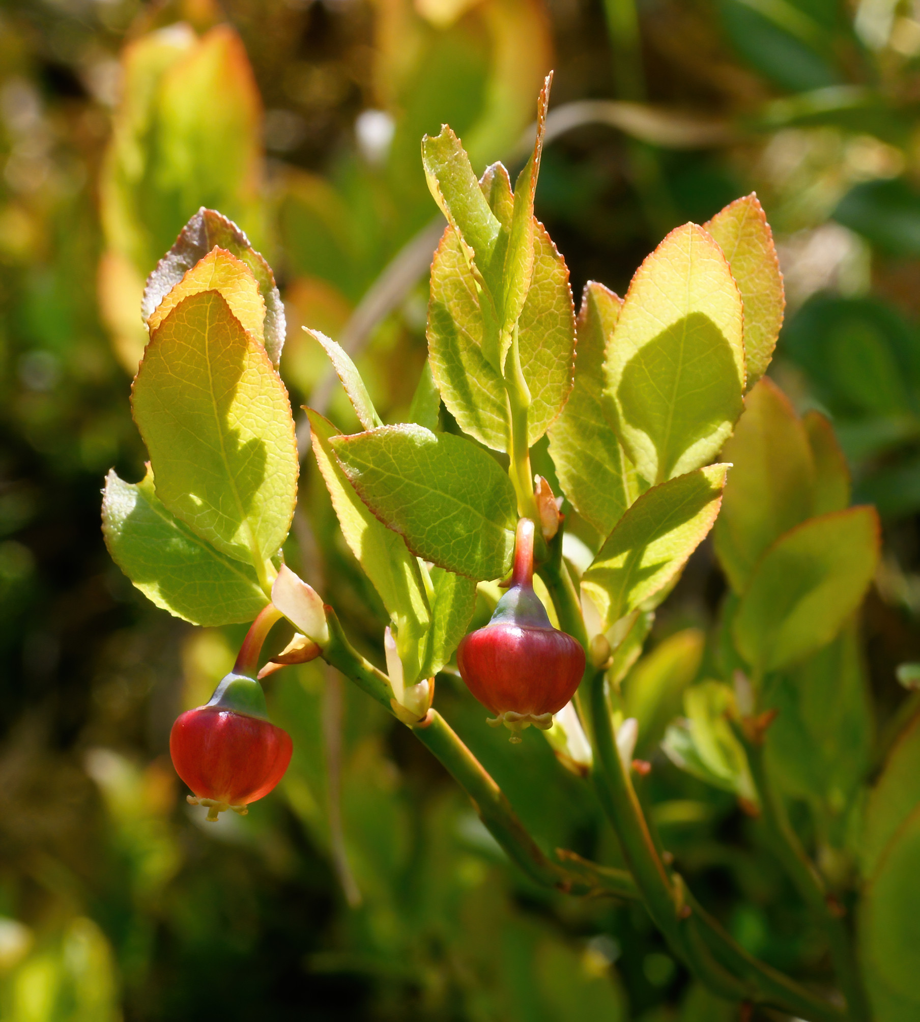 Bilberry flower identification view