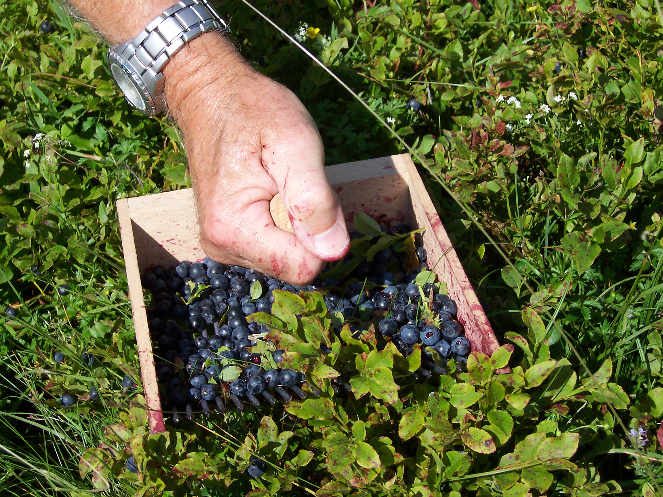 Bilberry fruit identification view