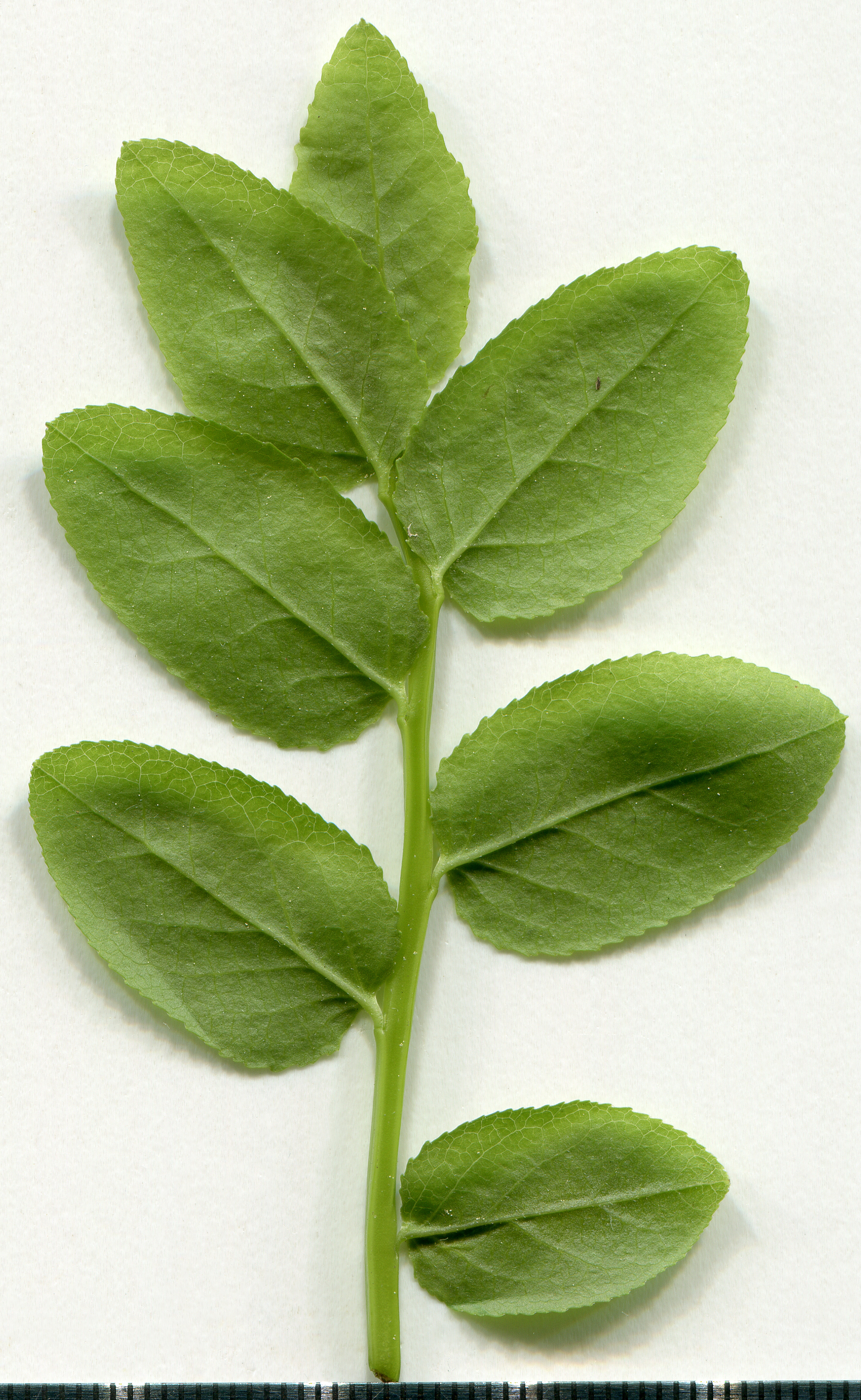Bilberry leaf identification view