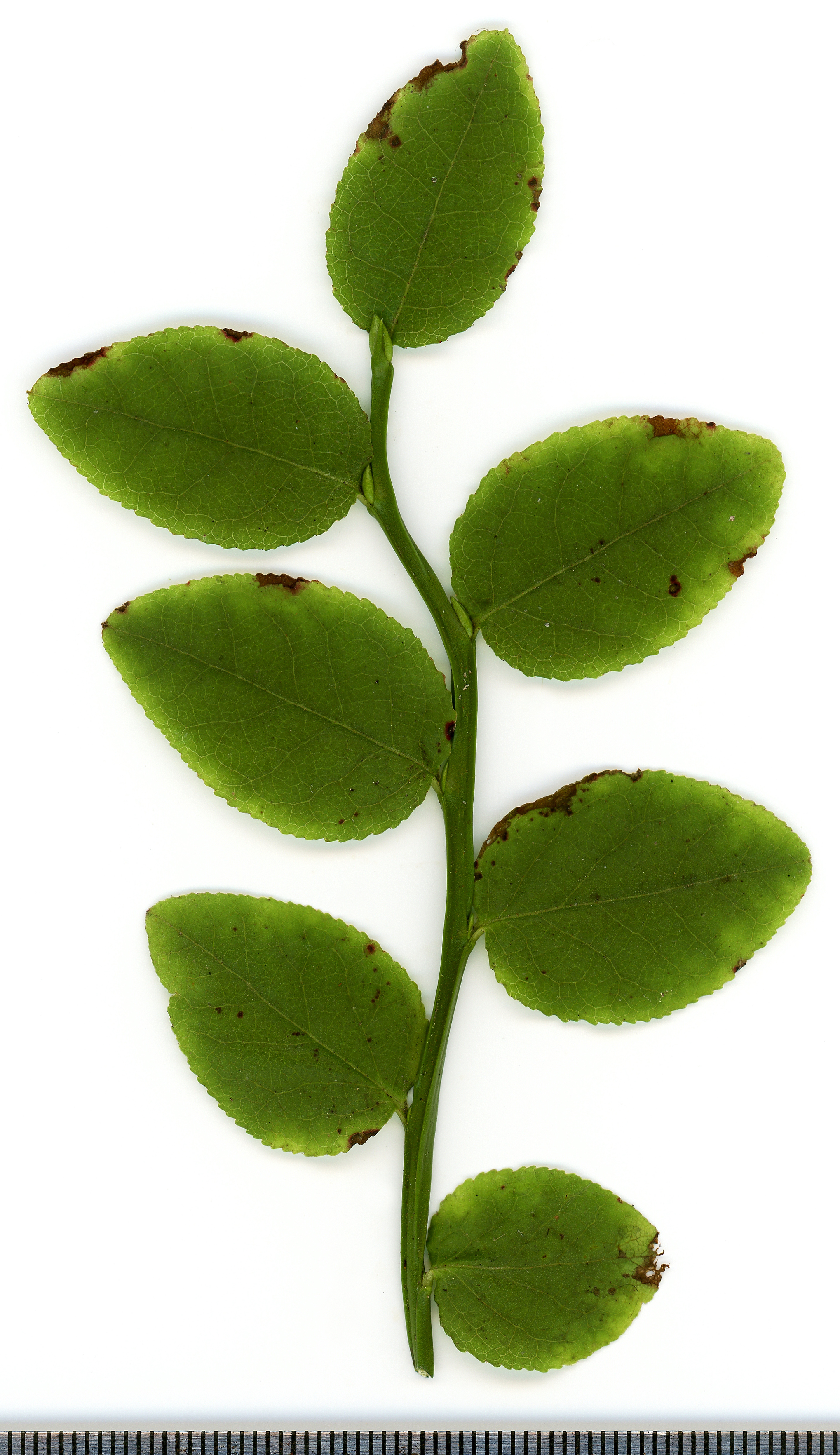 Bilberry plant identification view