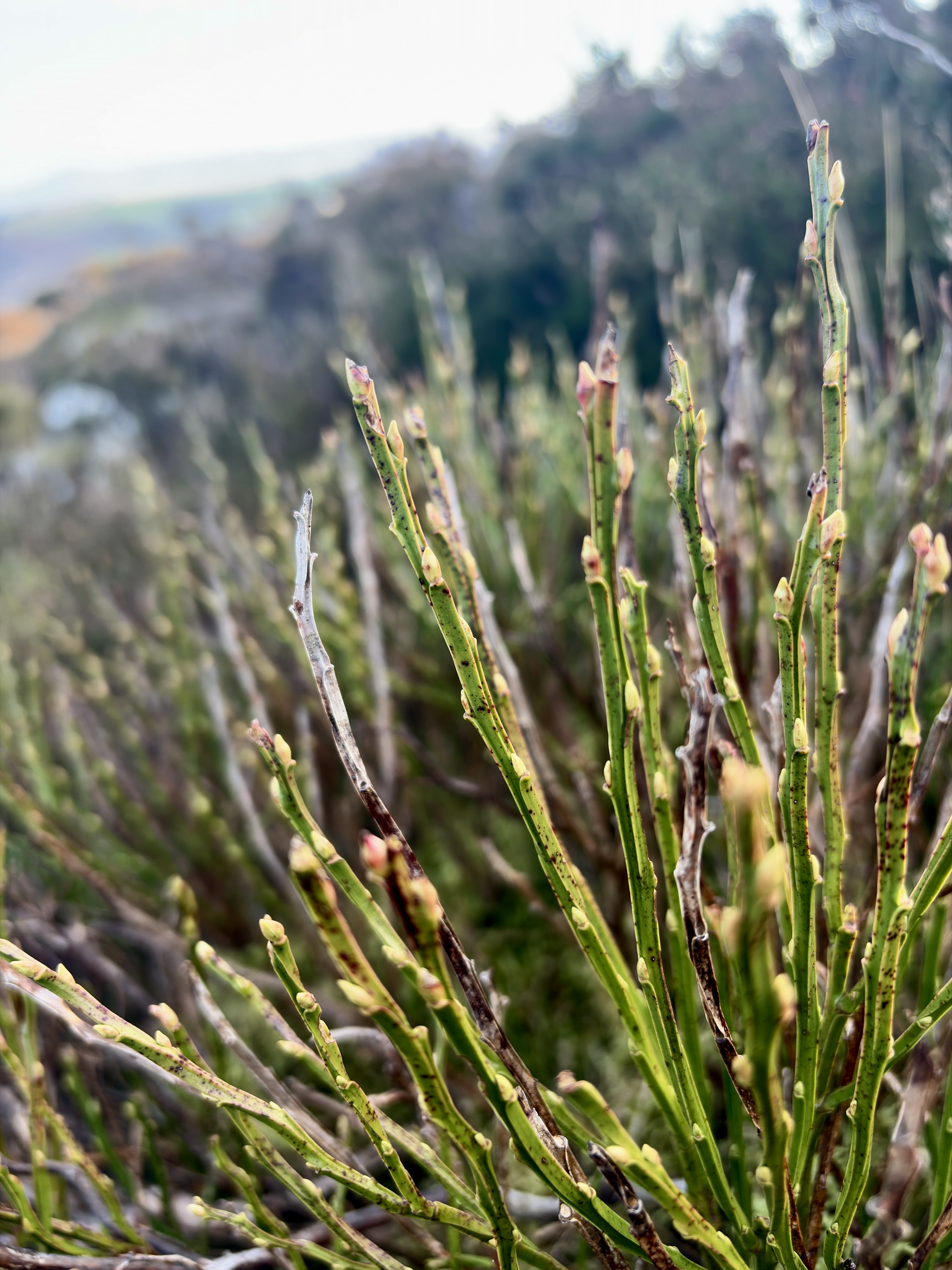 Bilberry stem identification view