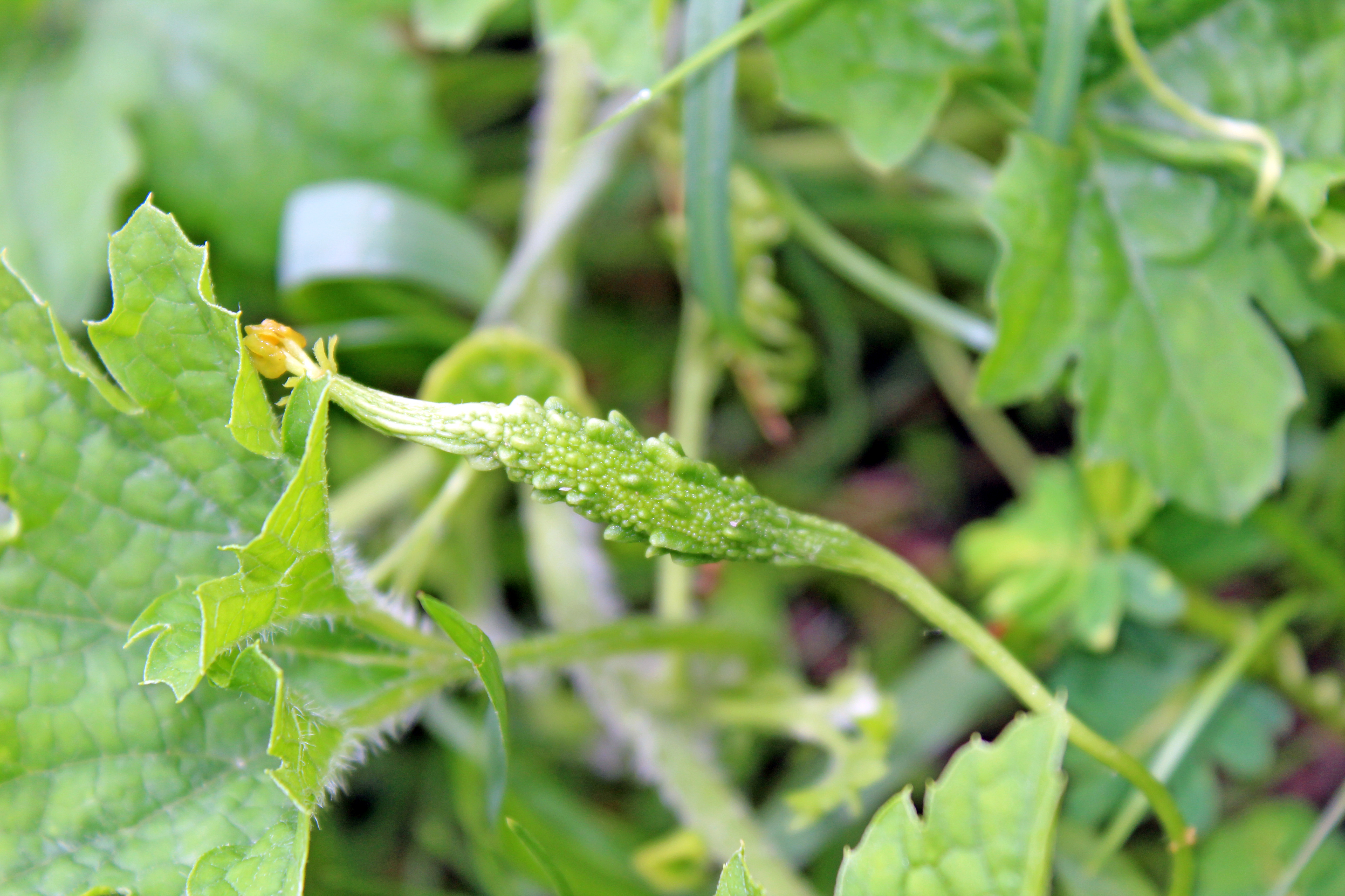 Bitter leaf fruit identification view