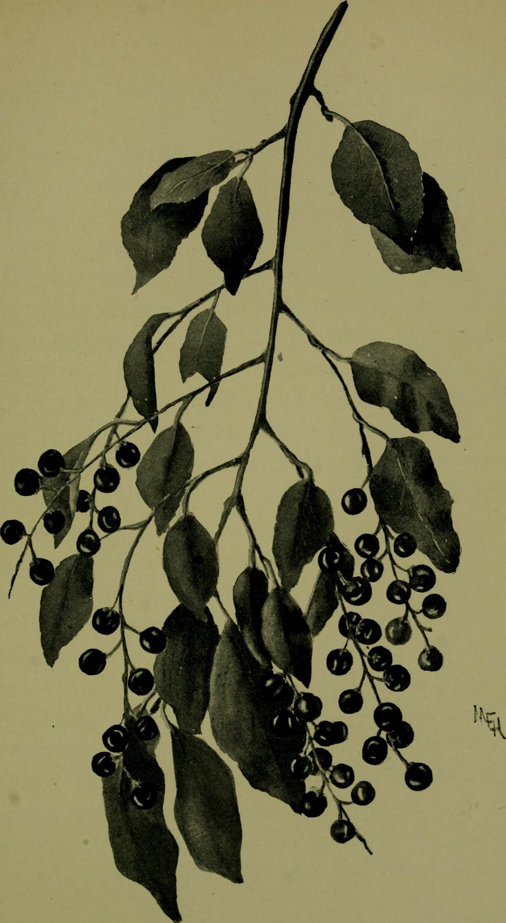 Bitter leaf stem identification view