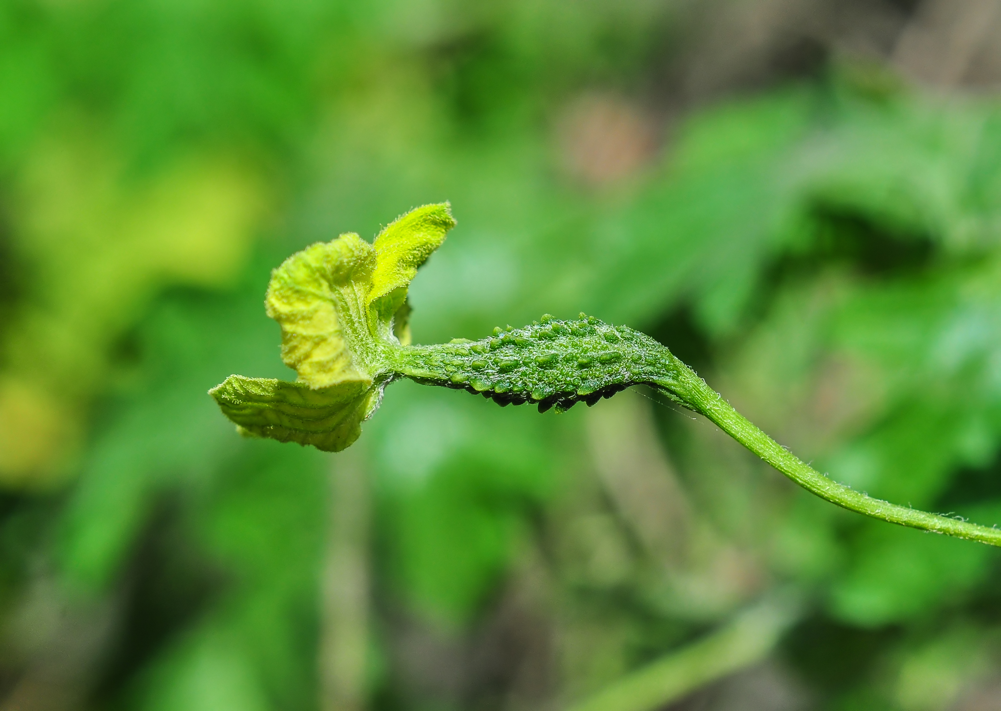 Bitter melon flower identification view