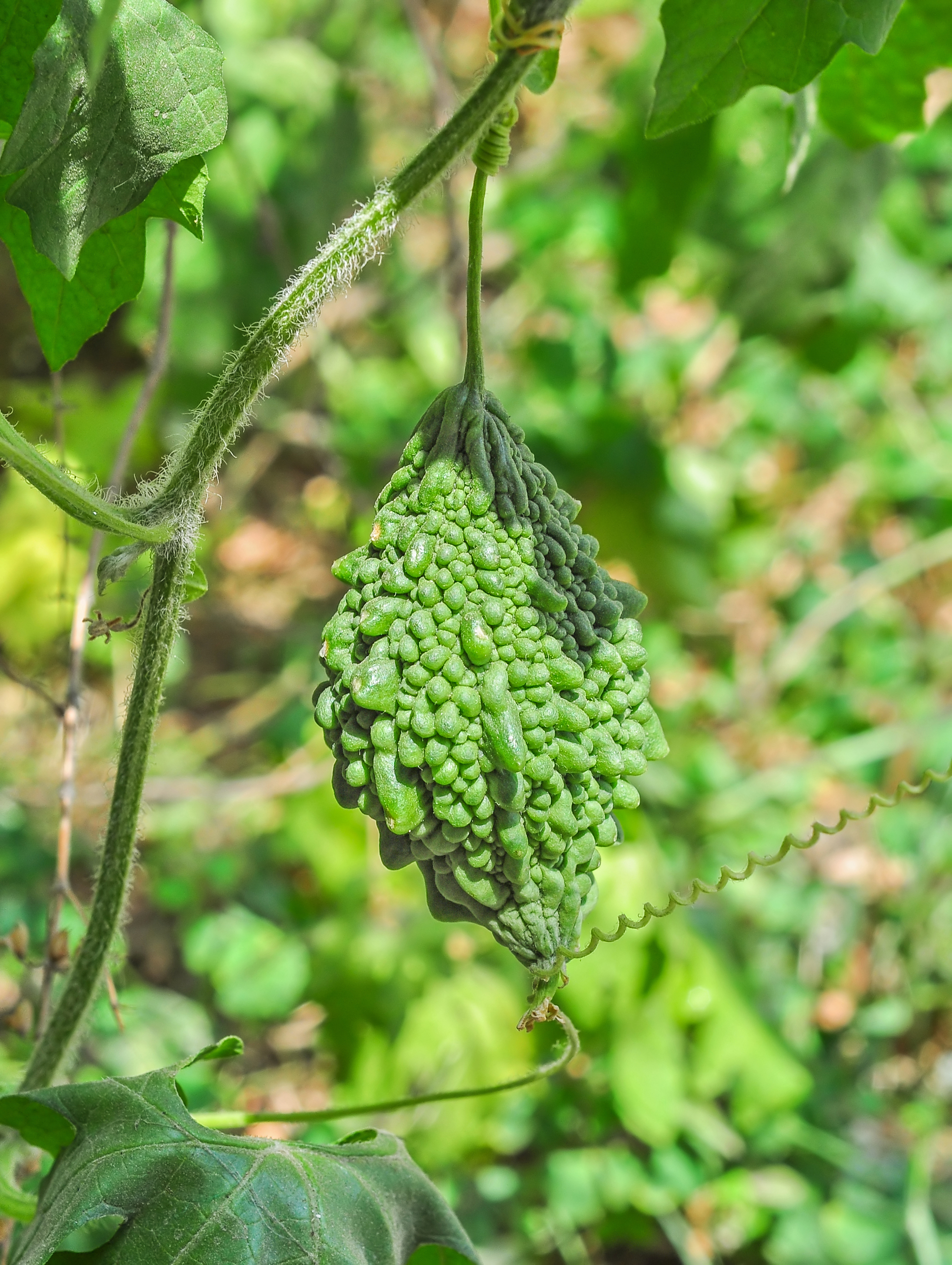 Bitter melon fruit identification view