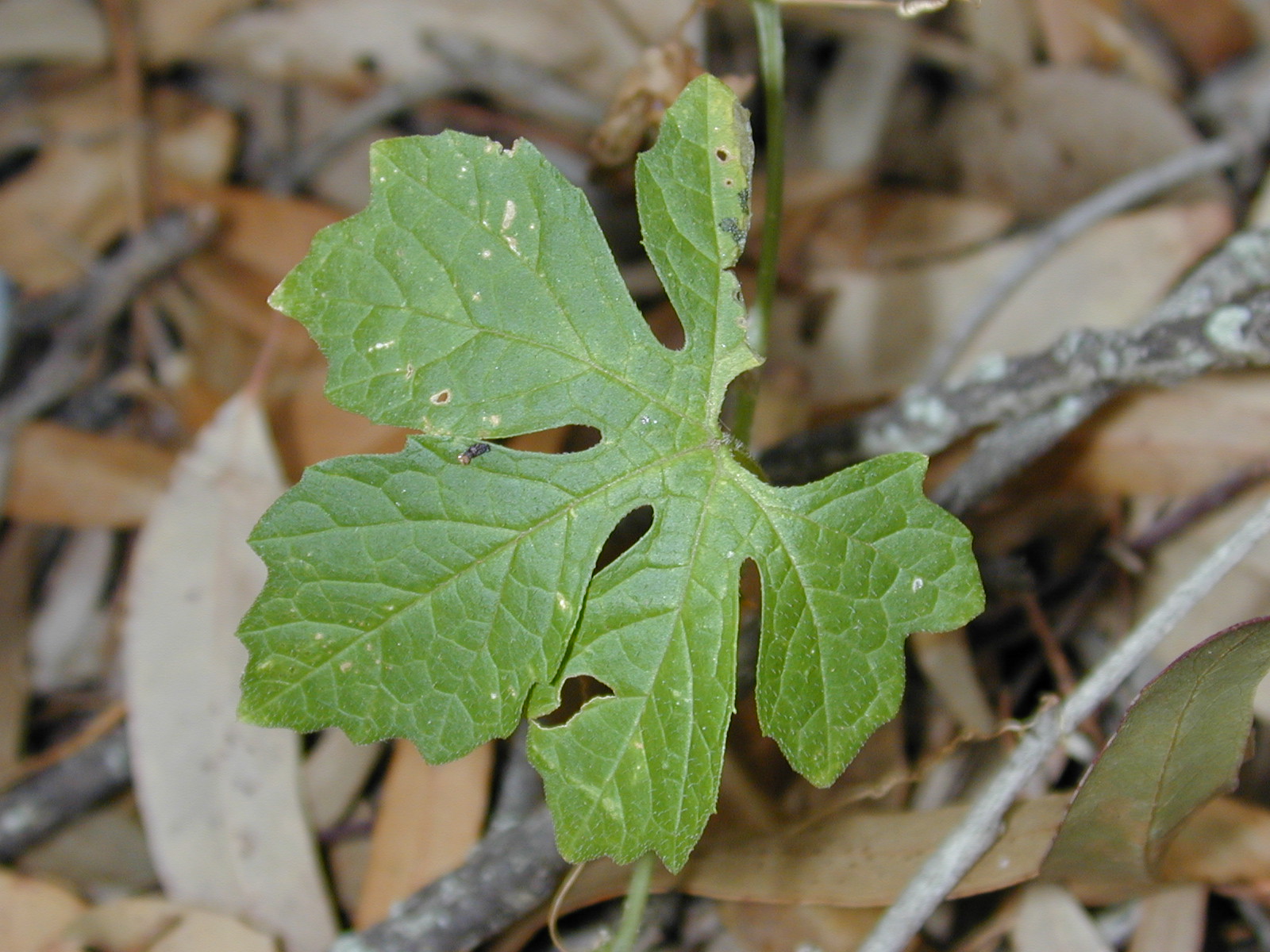 Bitter melon leaf identification view