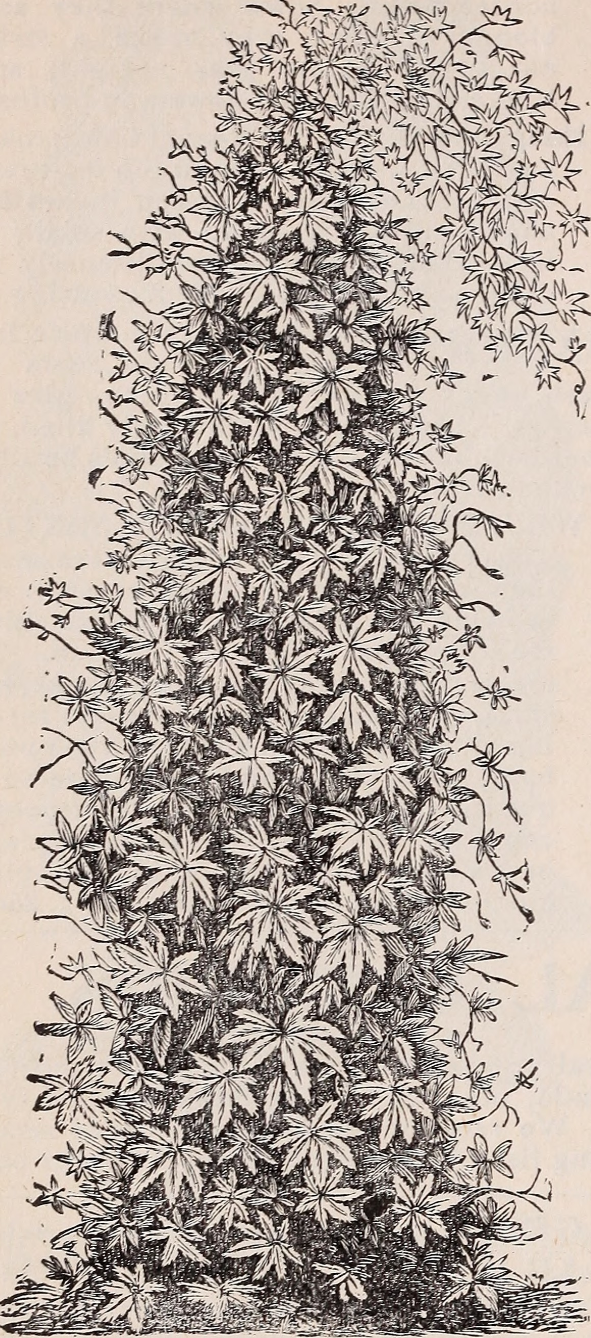 Bitter melon stem identification view