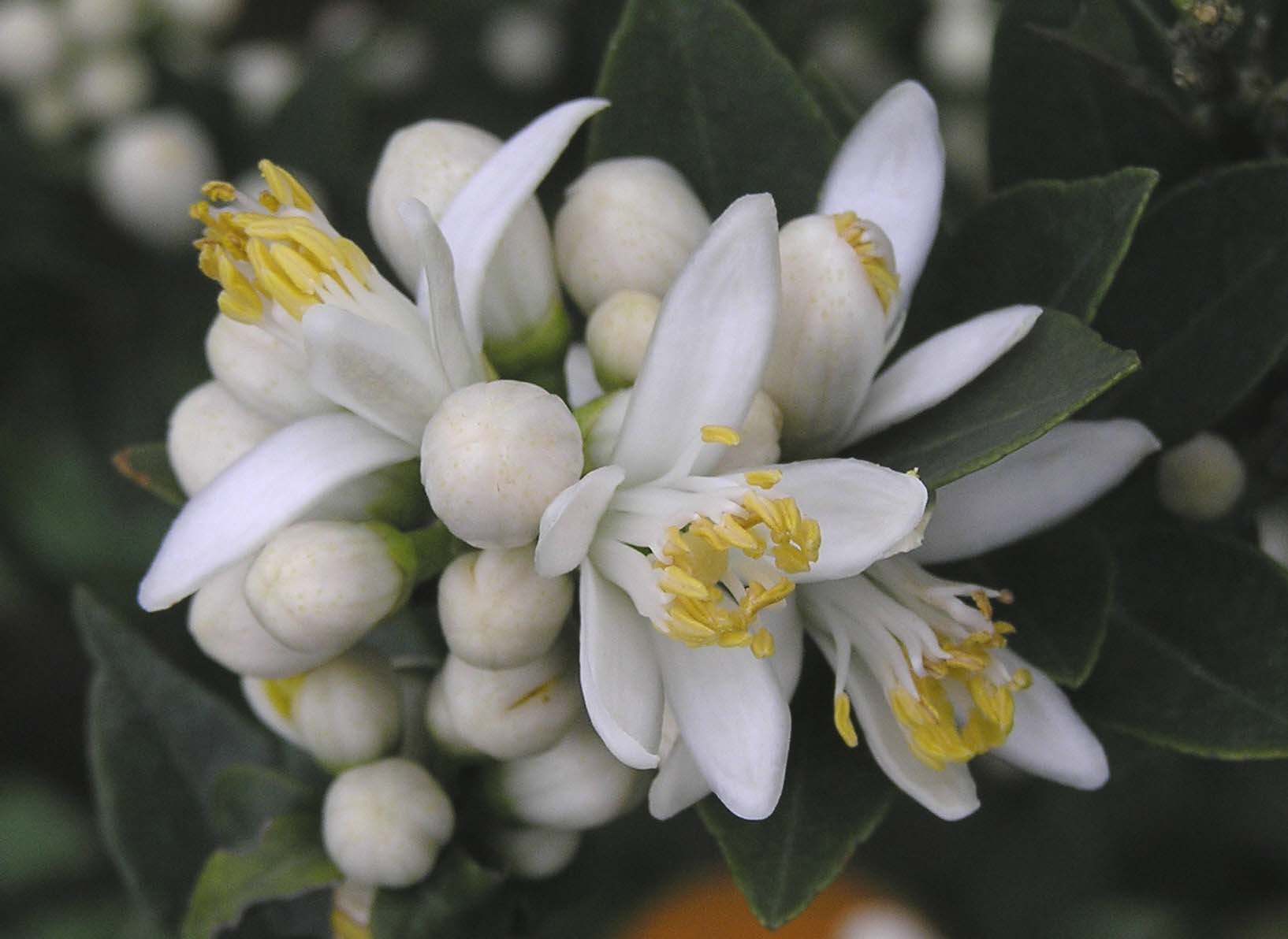 Bitter orange flower identification view