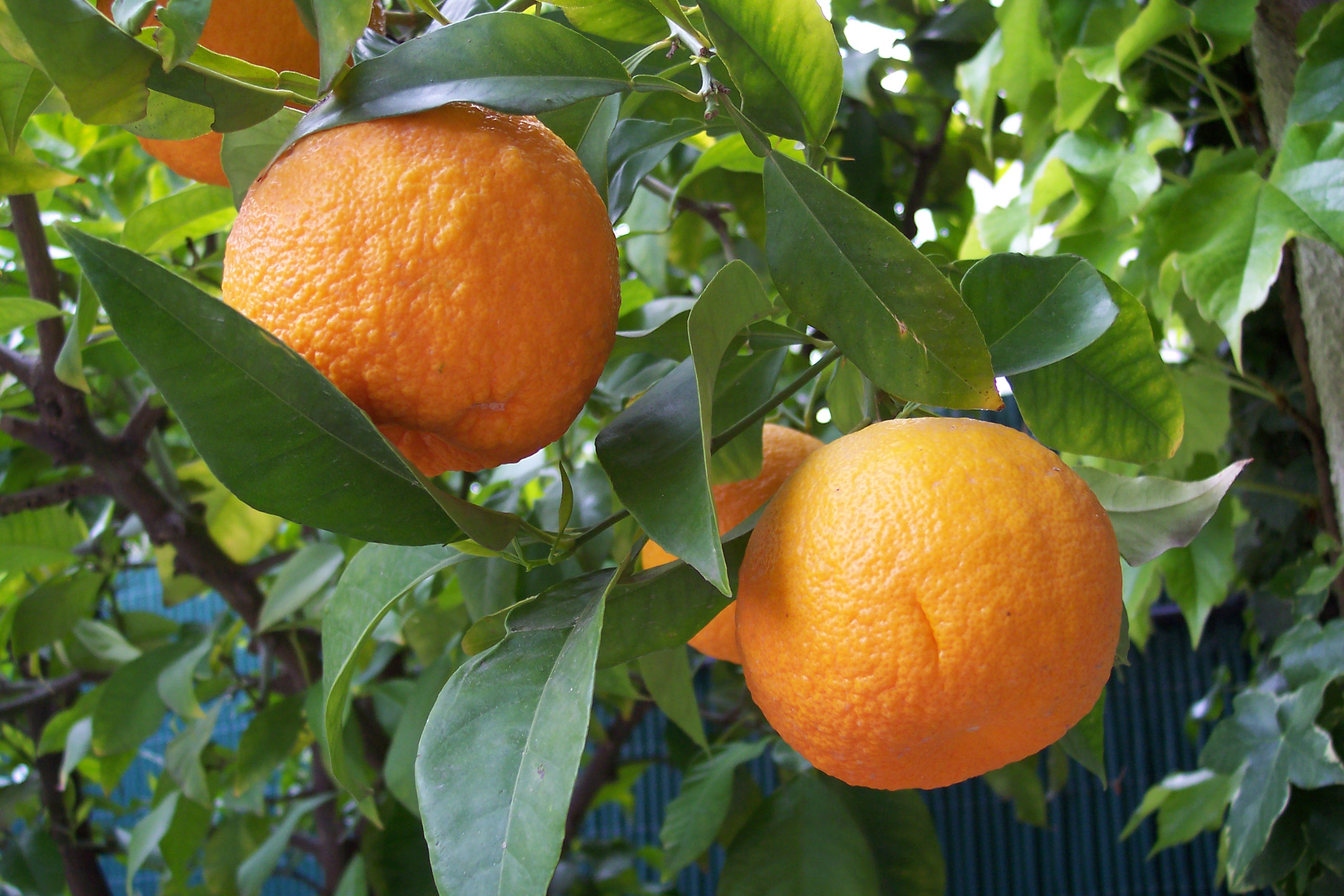 Bitter orange plant identification view