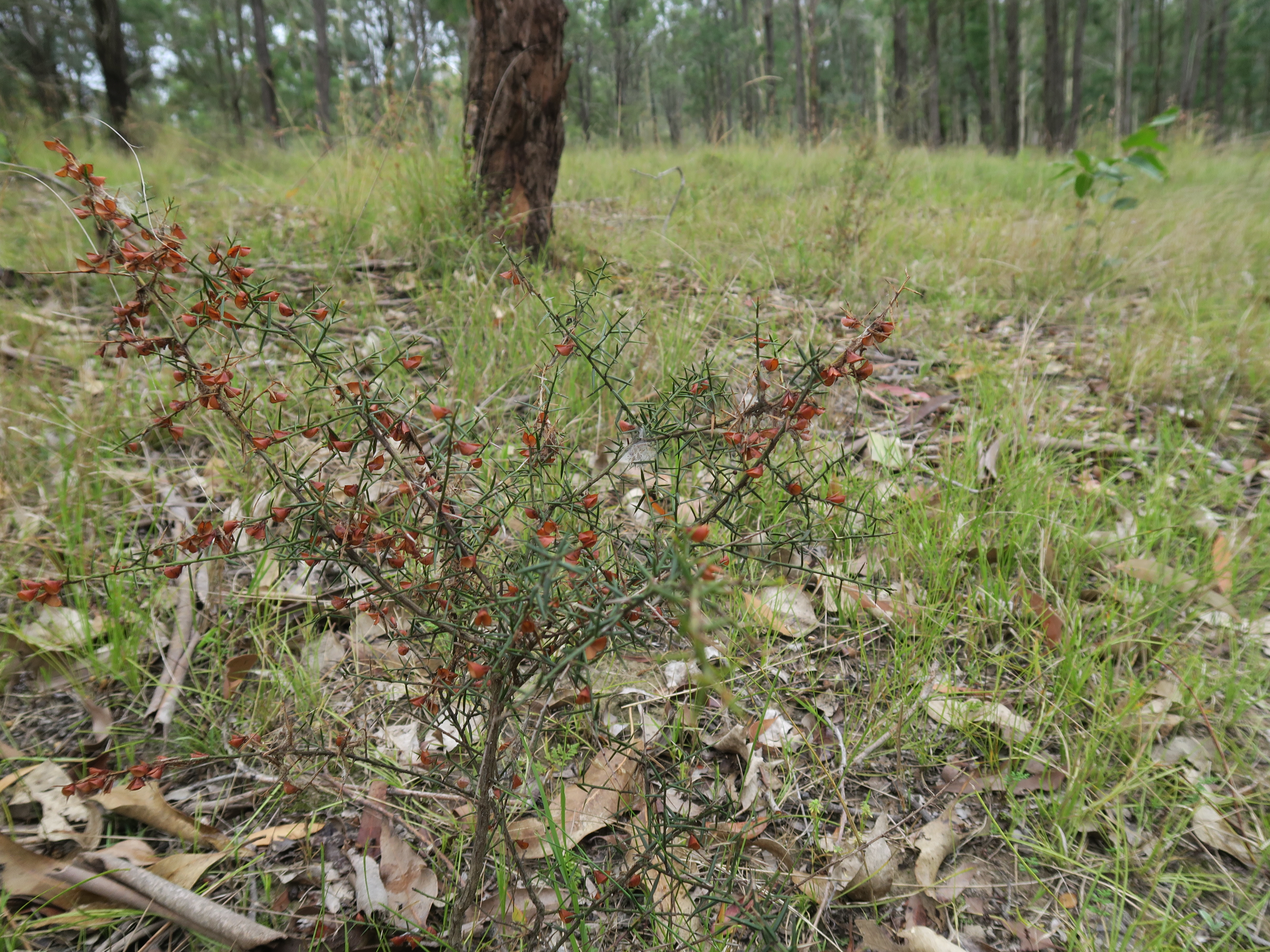 Bitter orange stem identification view
