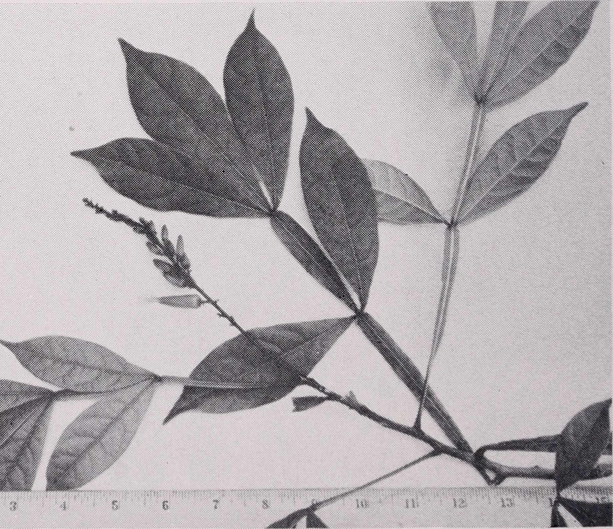 bitter-wood leaf identification view