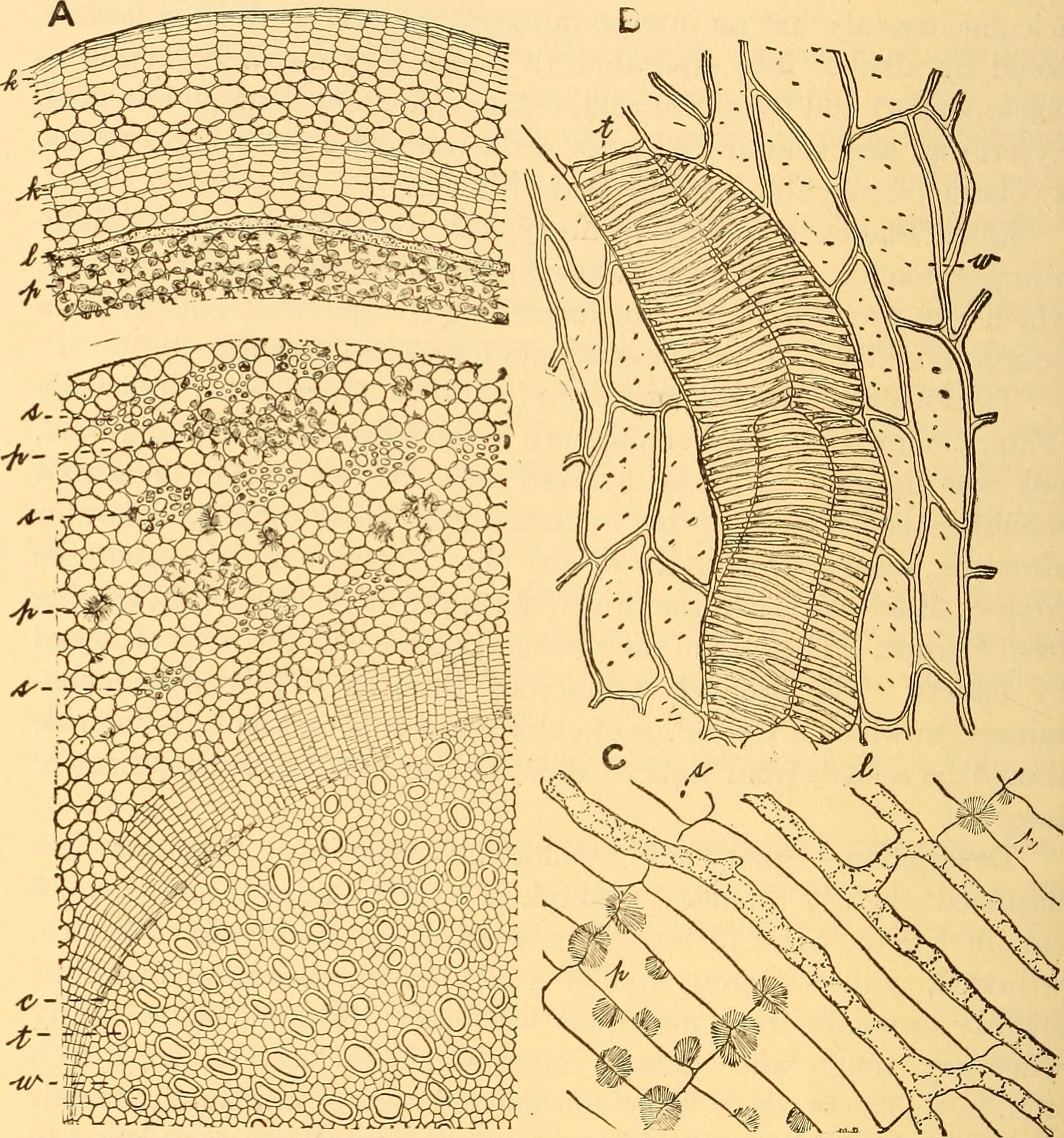 bitter-wood stem identification view