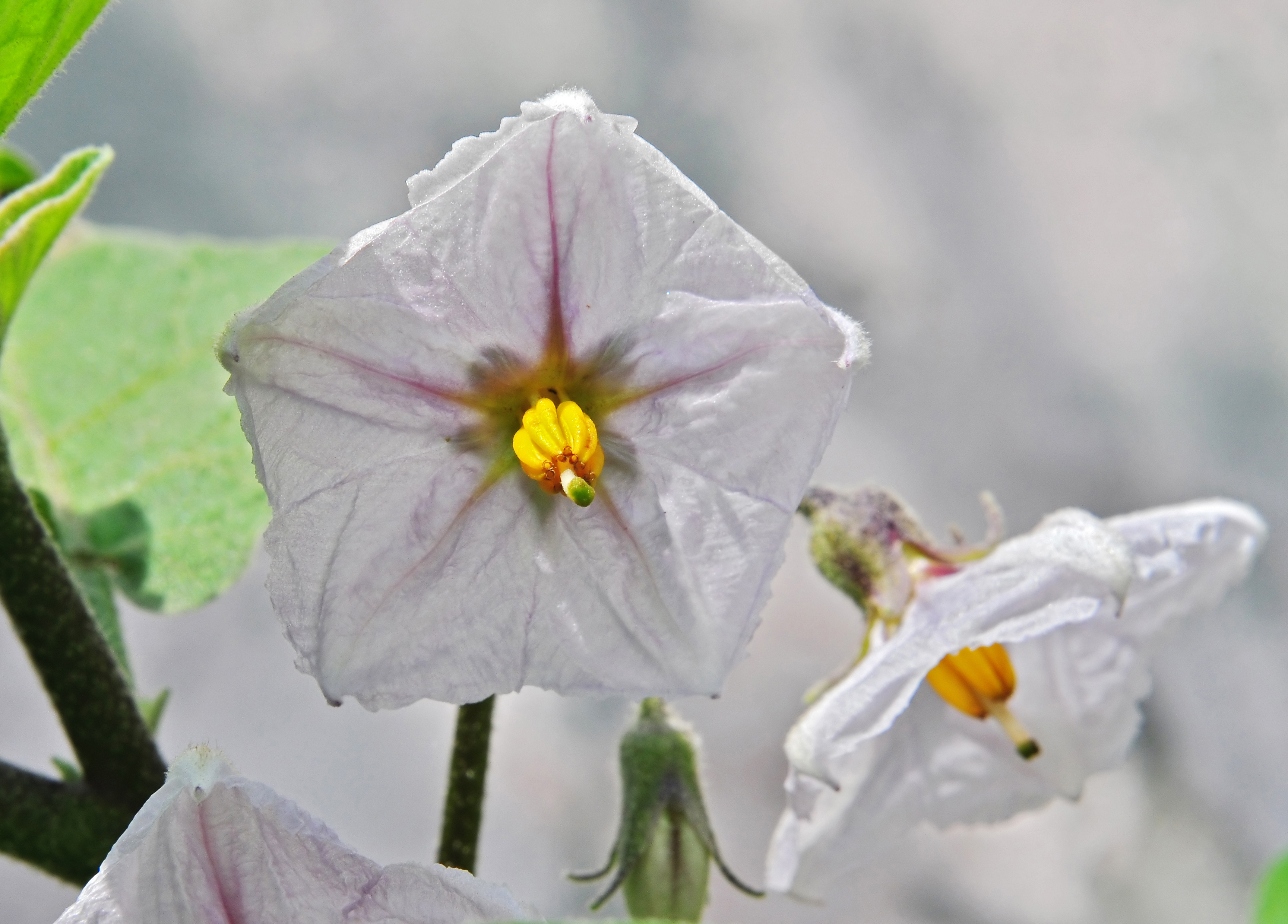 Black Beauty Eggplant flower identification view
