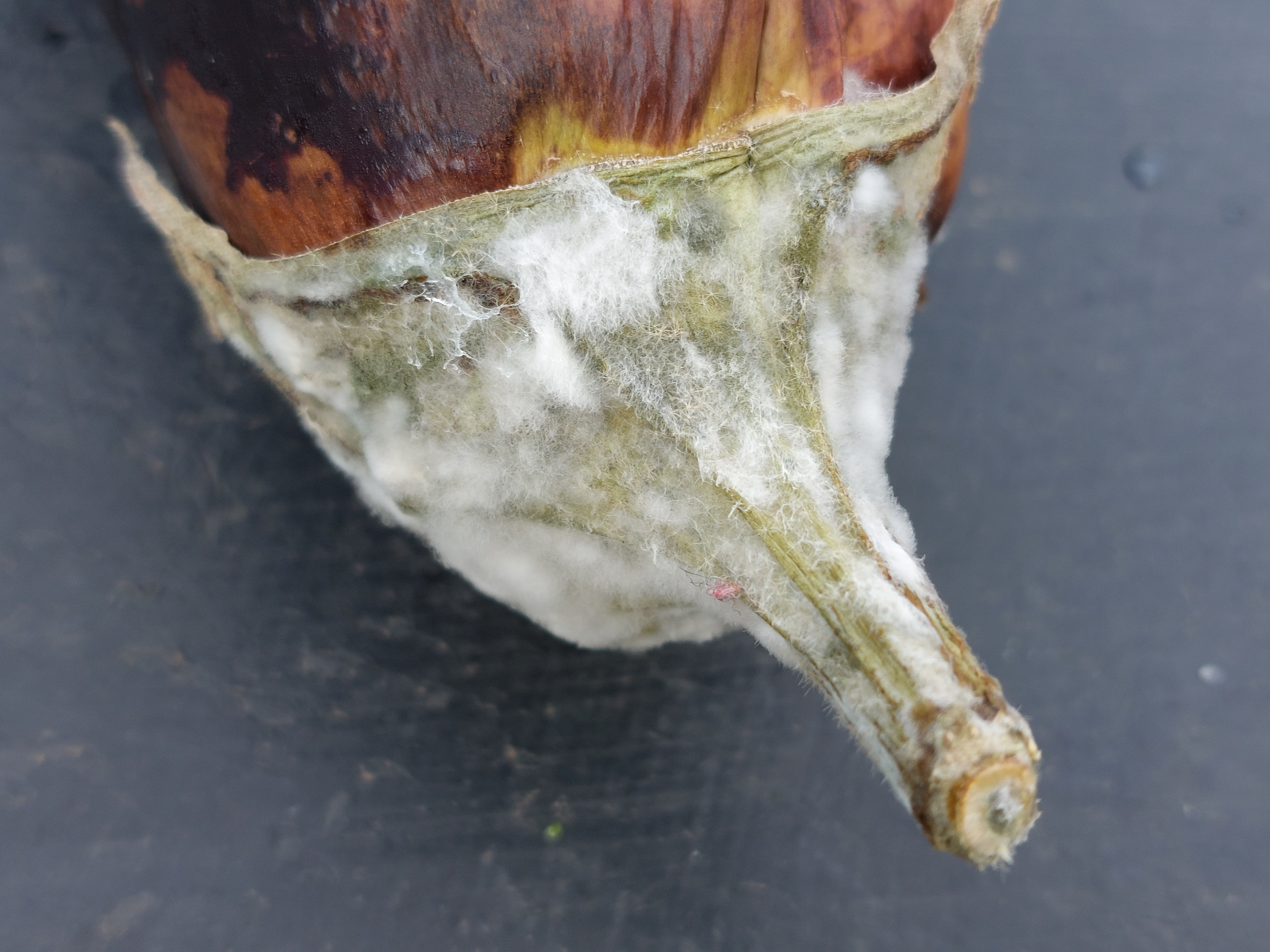 Black Beauty Eggplant fruit identification view