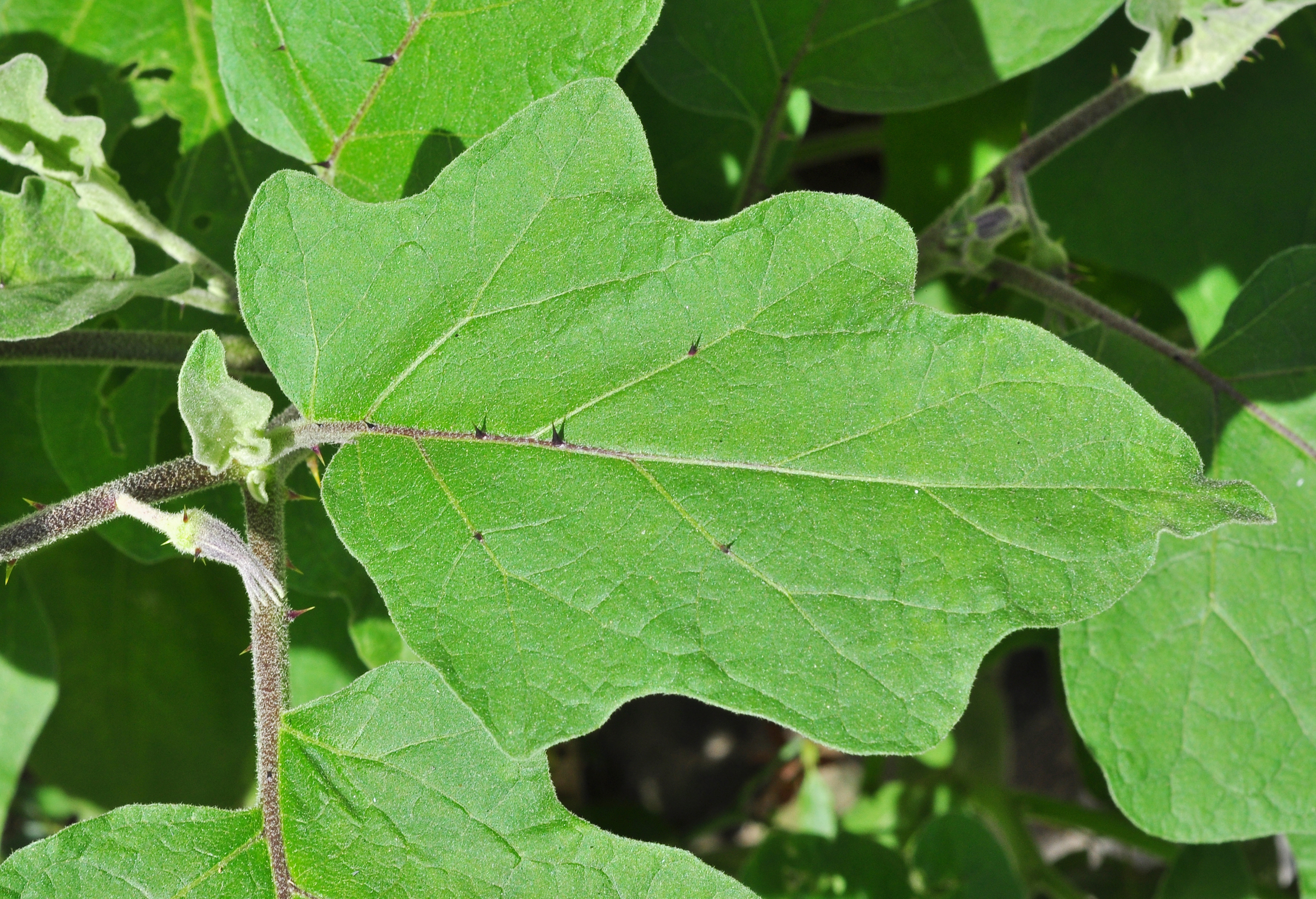 Black Beauty Eggplant leaf identification view