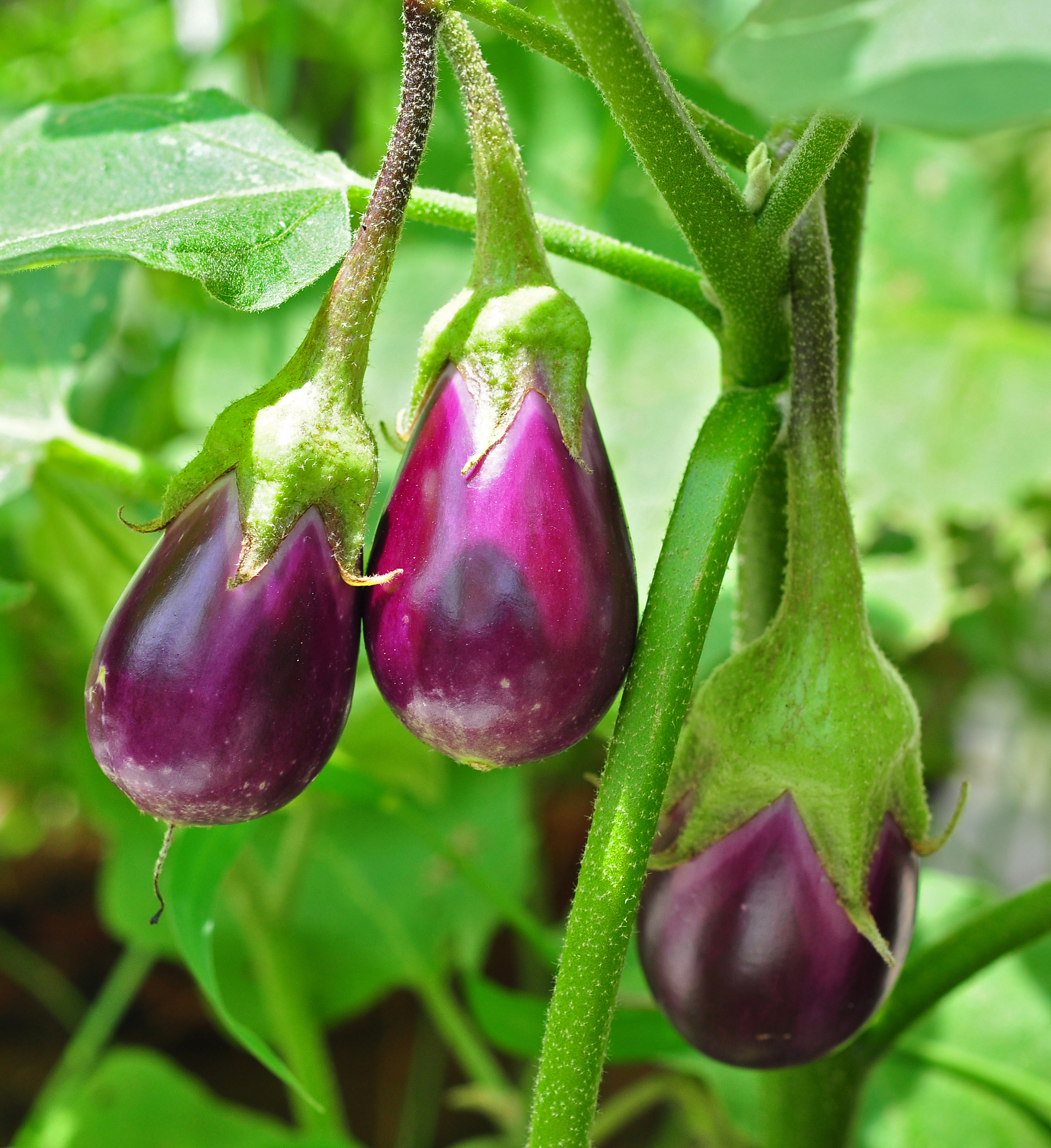 Black Beauty Eggplant plant identification view