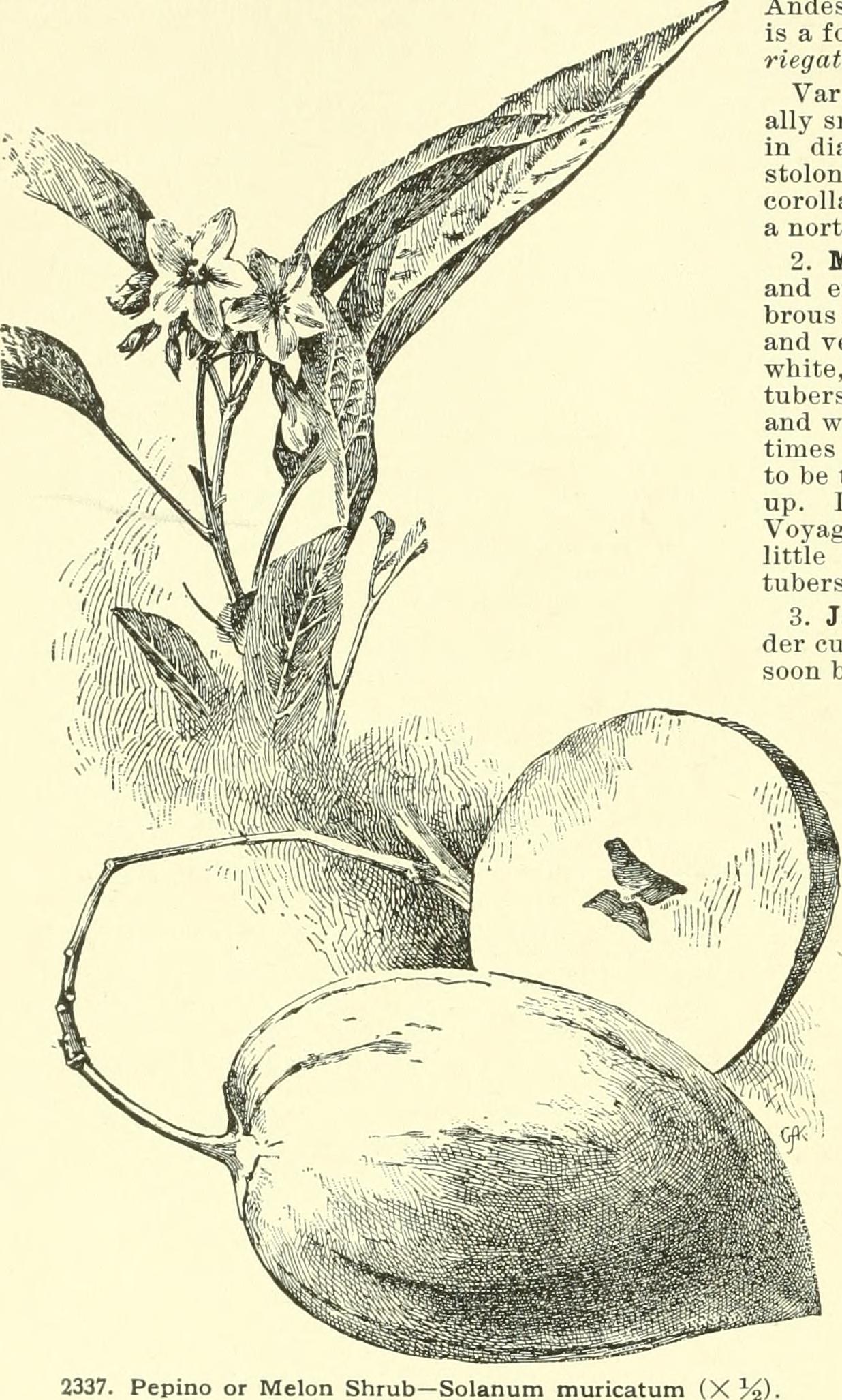 Black Beauty Eggplant stem identification view