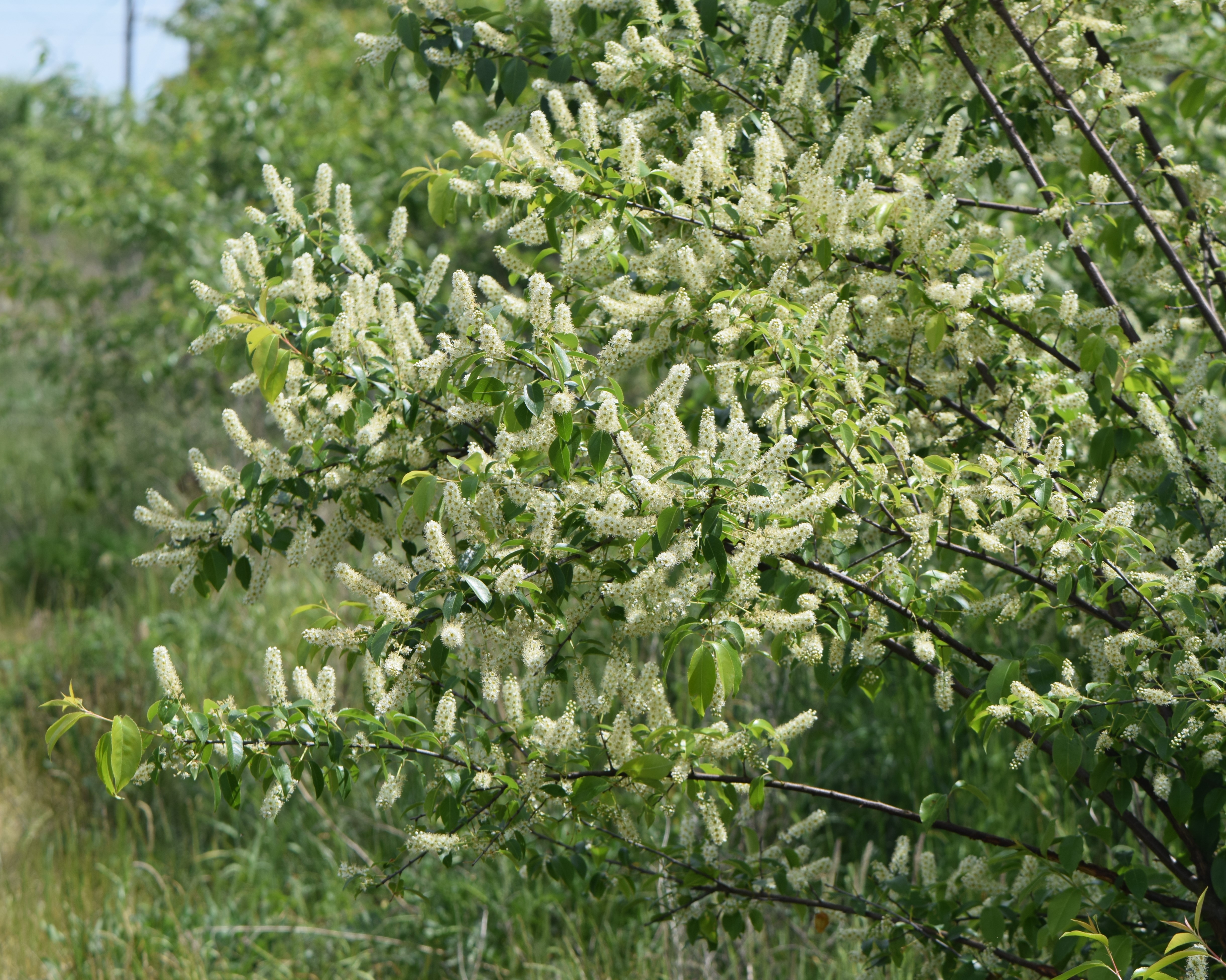 Black Cherry flower identification view