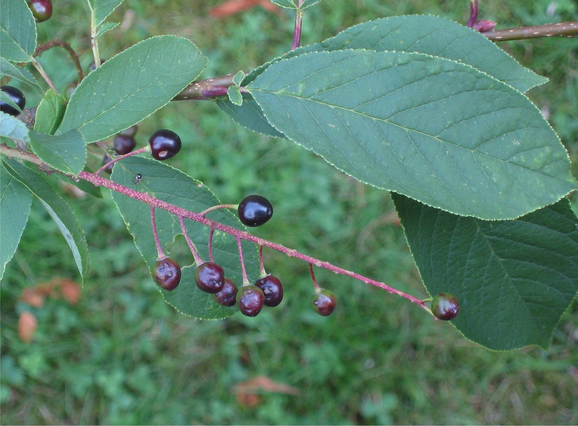 Black Cherry fruit identification view