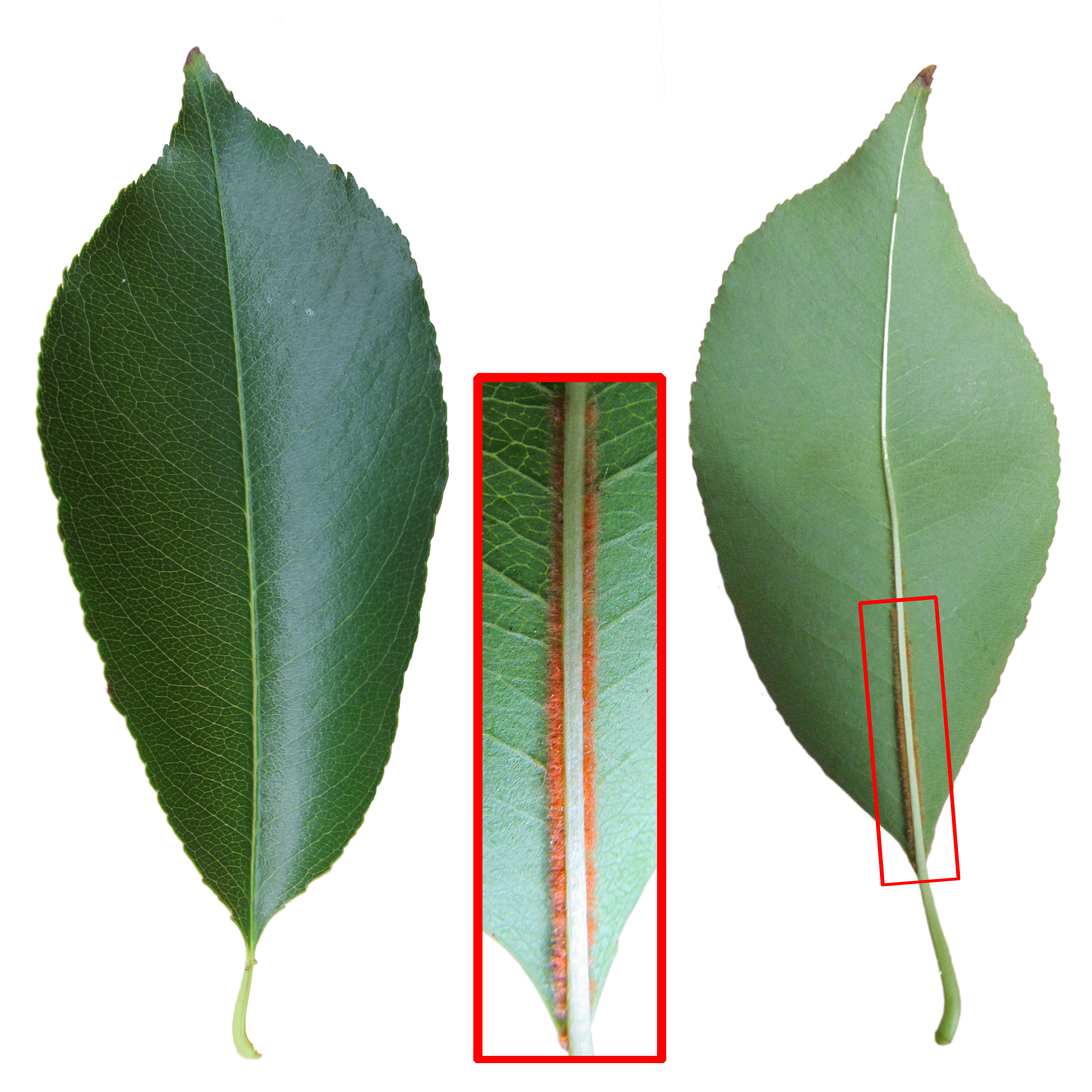 Black Cherry leaf identification view