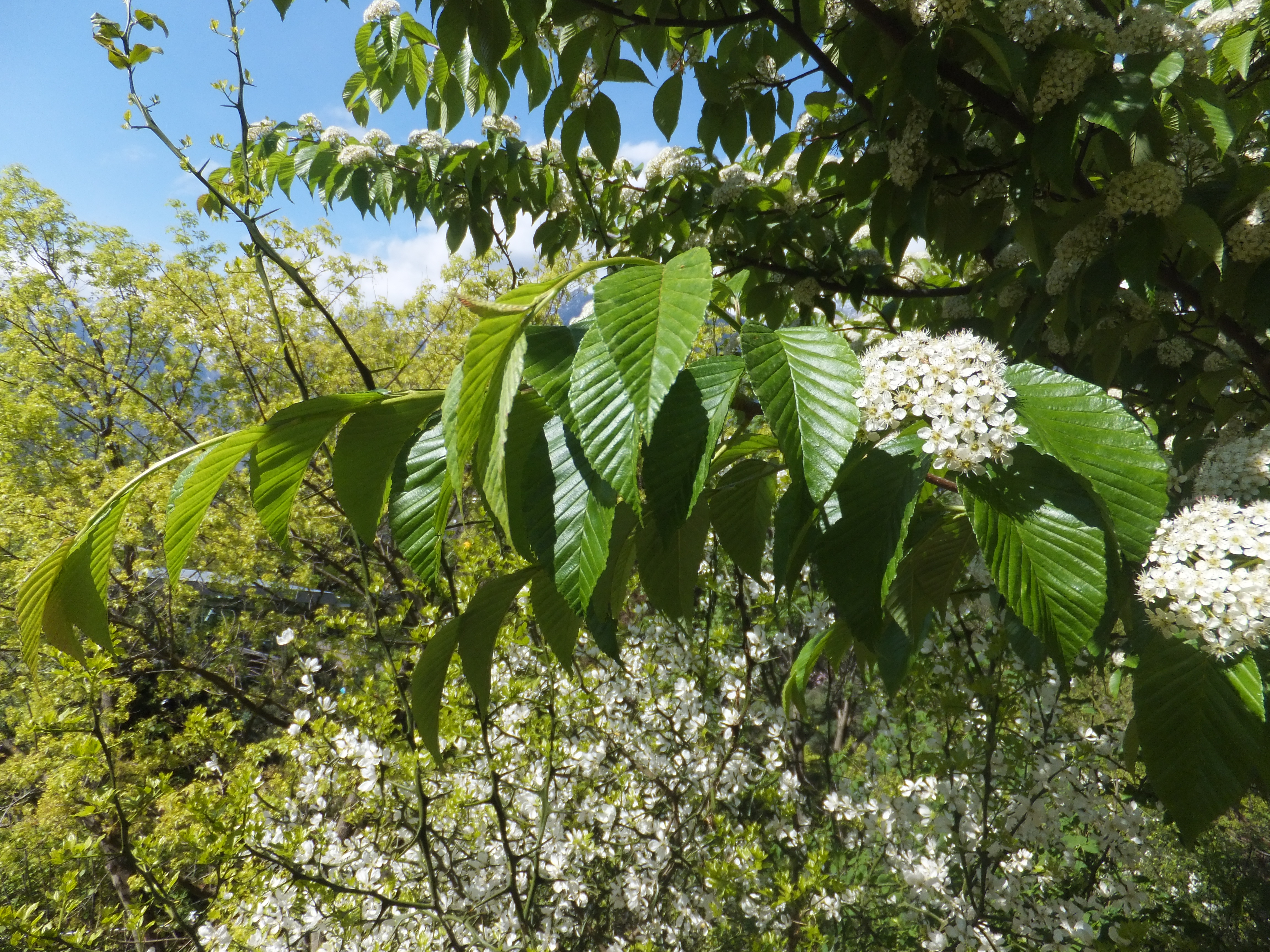 Black Cherry plant identification view