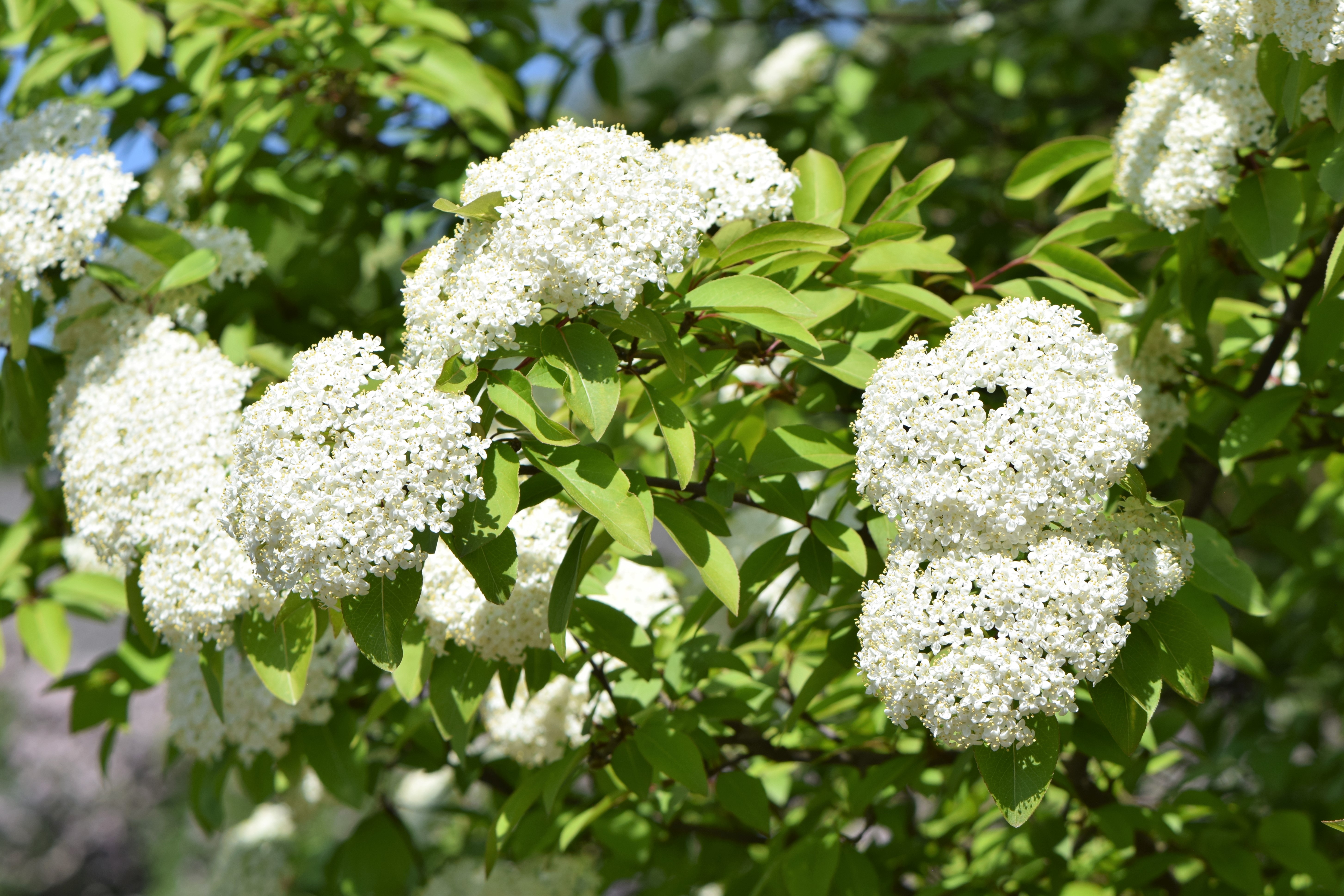 black haw flower identification view
