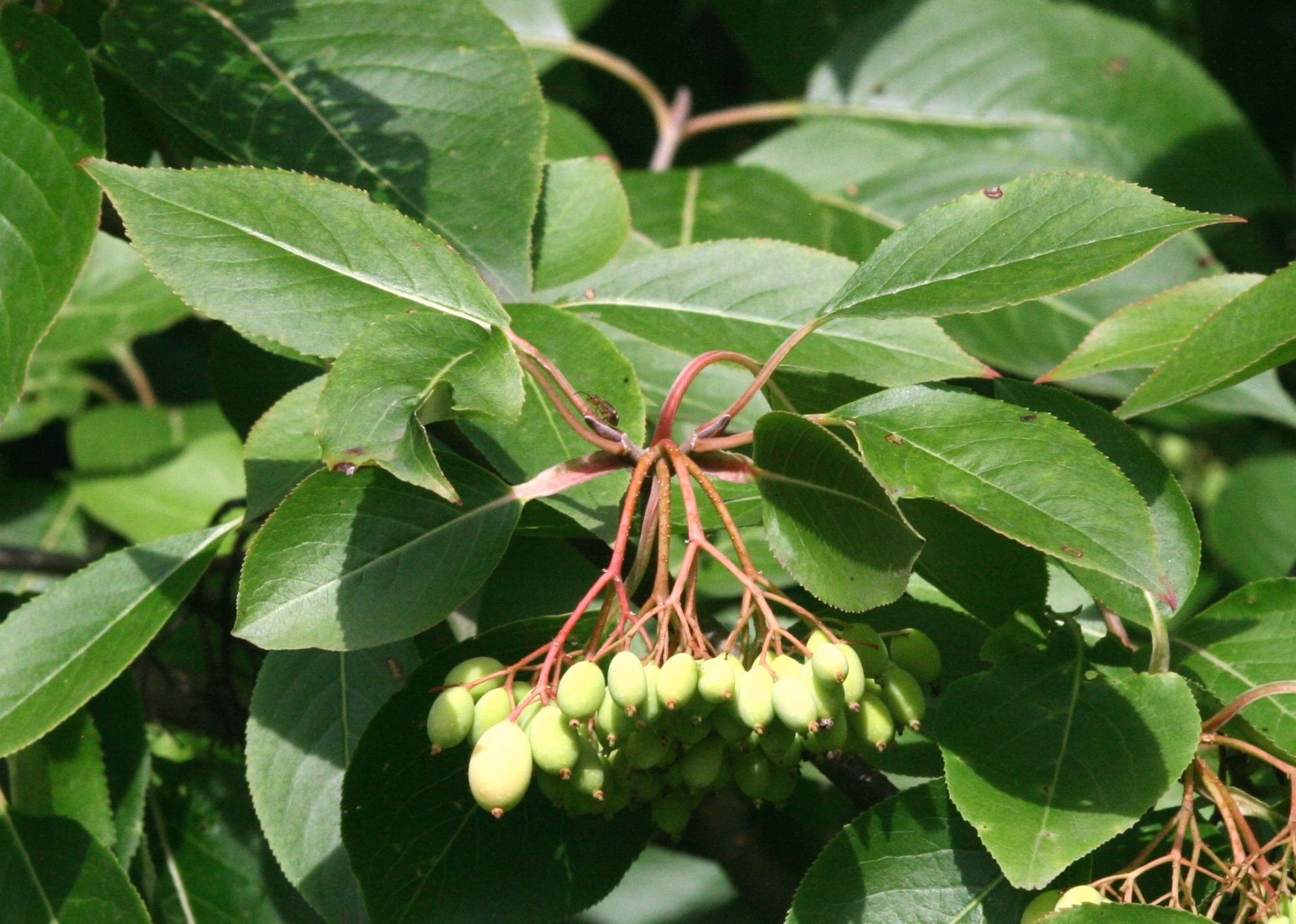 black haw fruit identification view