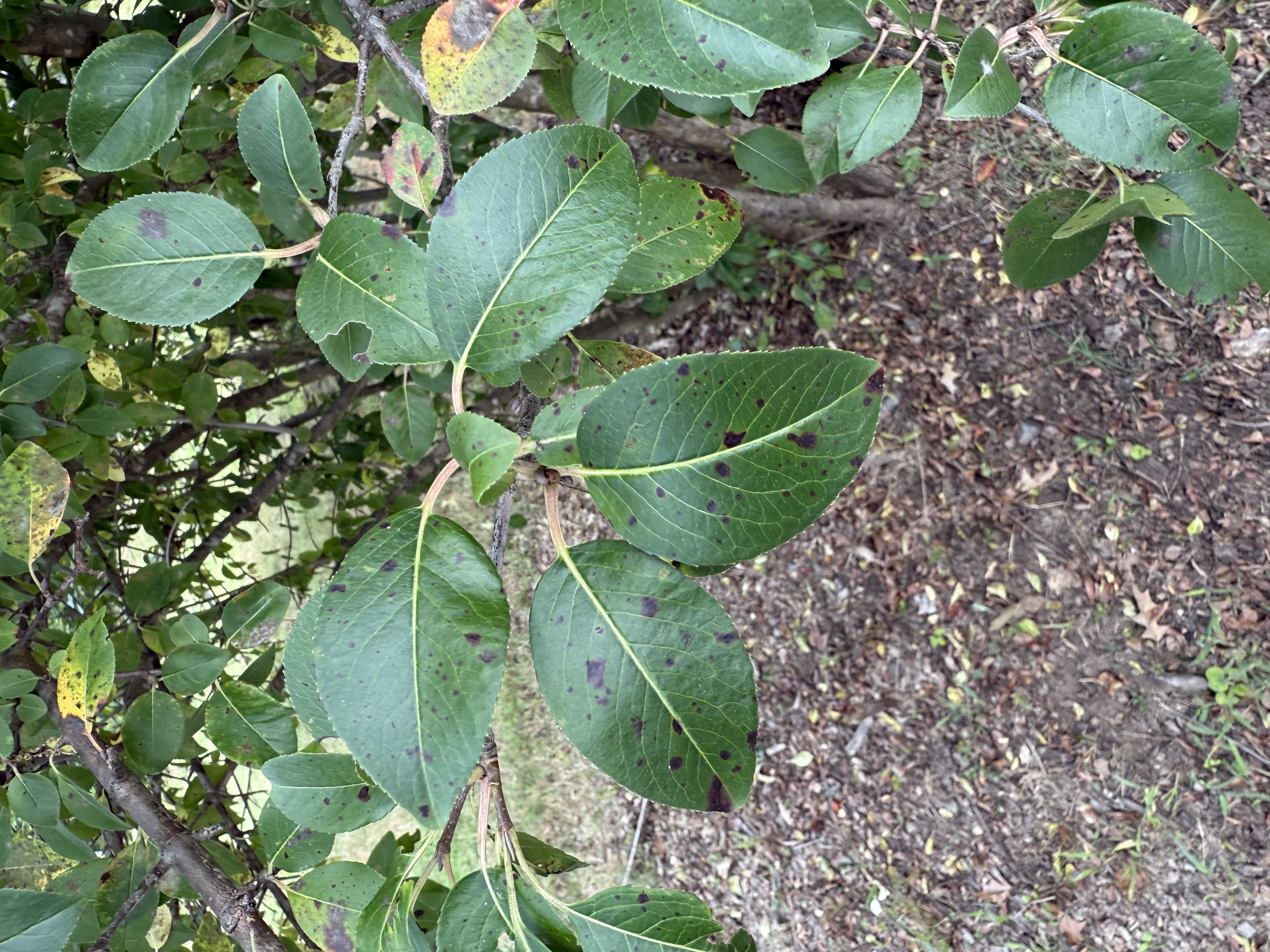 black haw leaf identification view