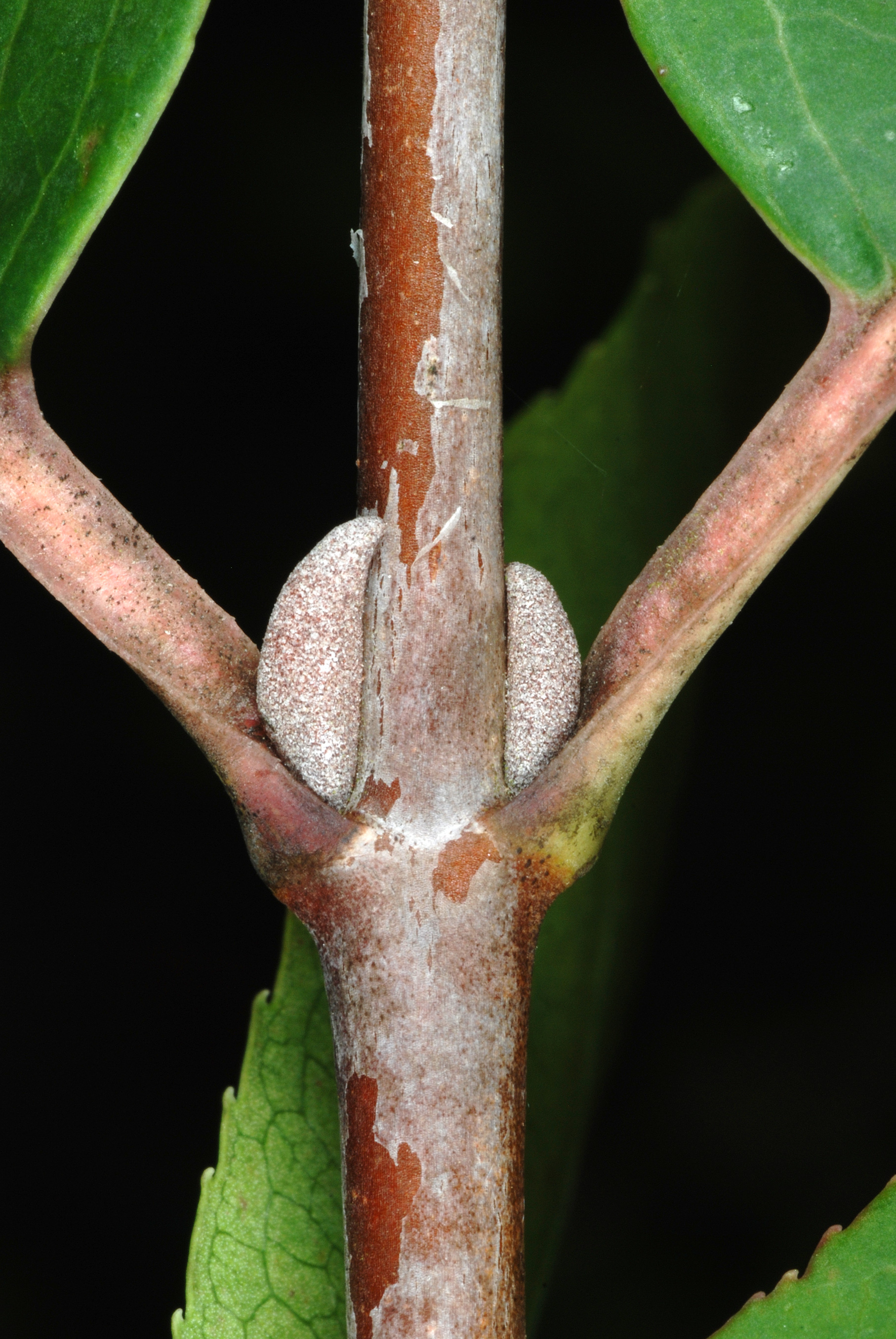 black haw stem identification view