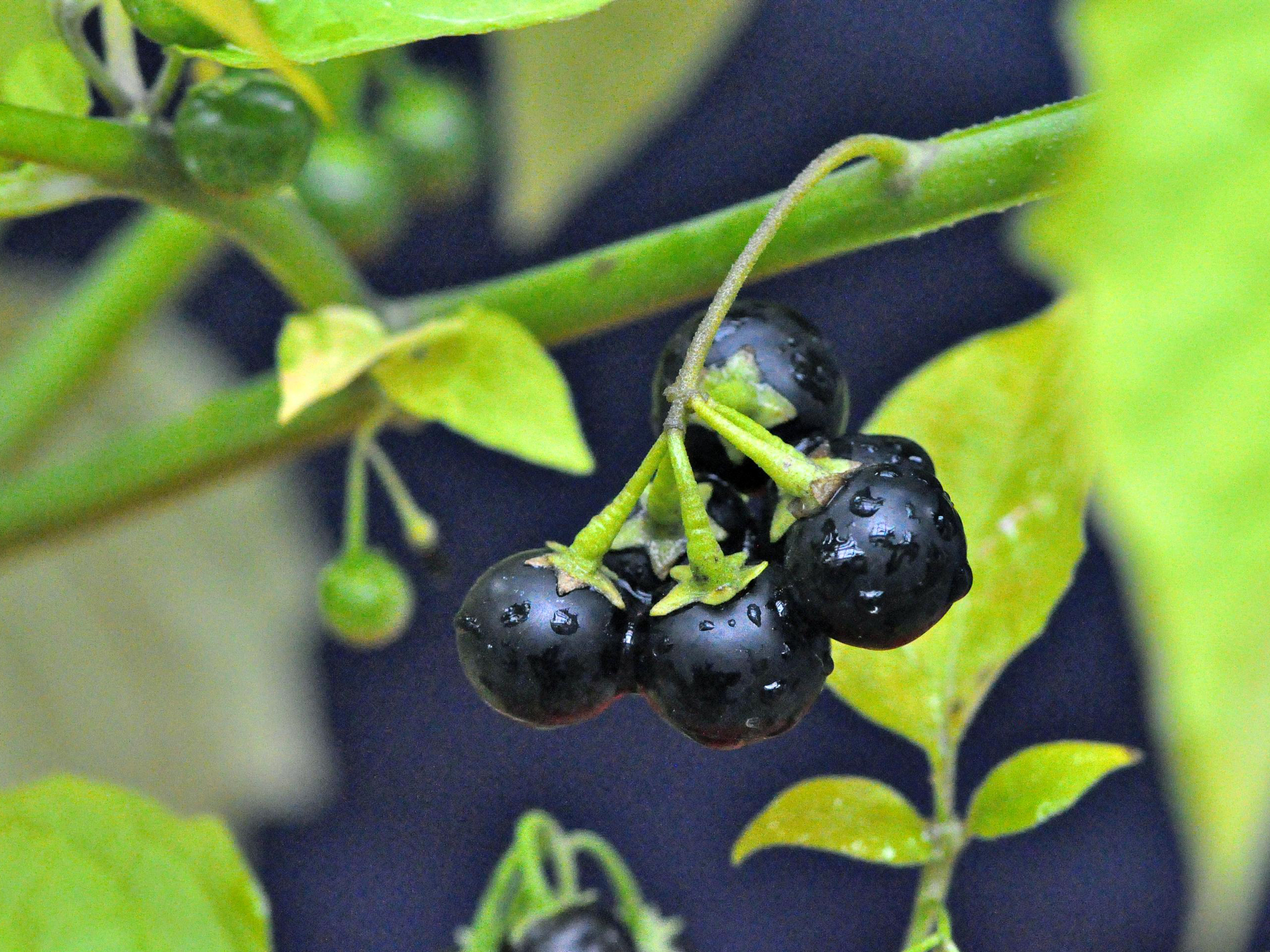 Black Nightshade flower identification view