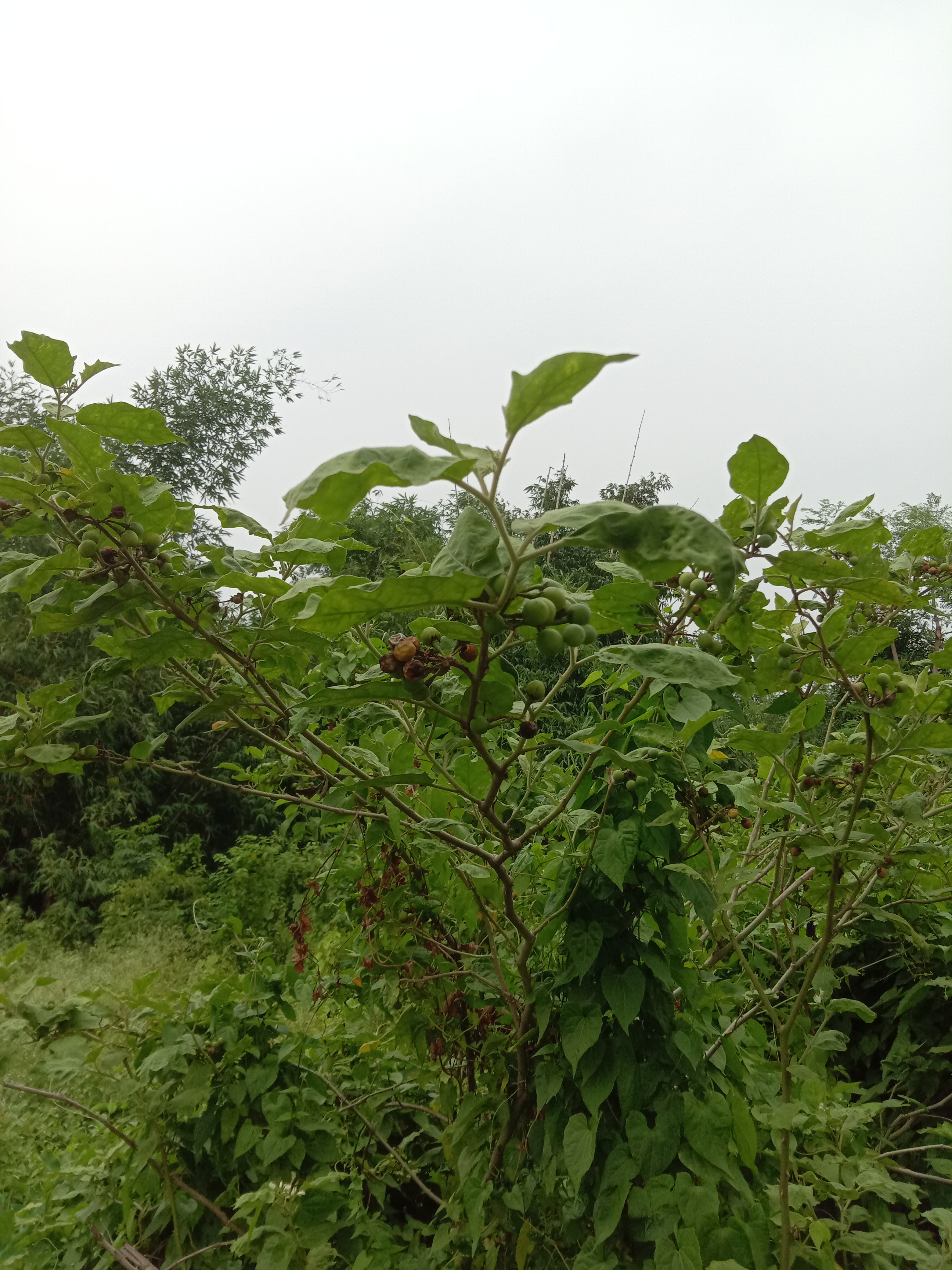 Black Nightshade fruit identification view