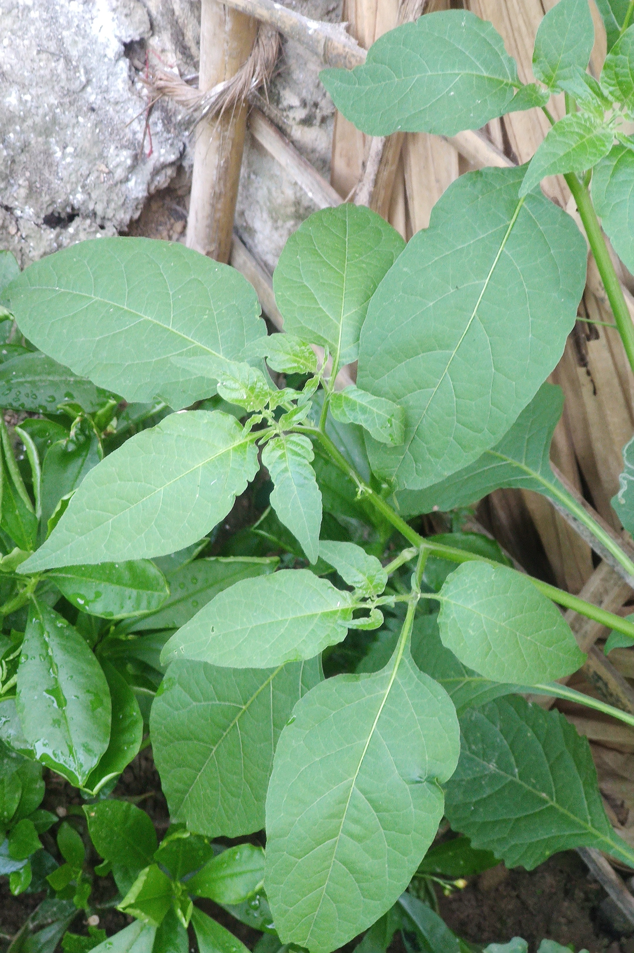 Black Nightshade leaf identification view