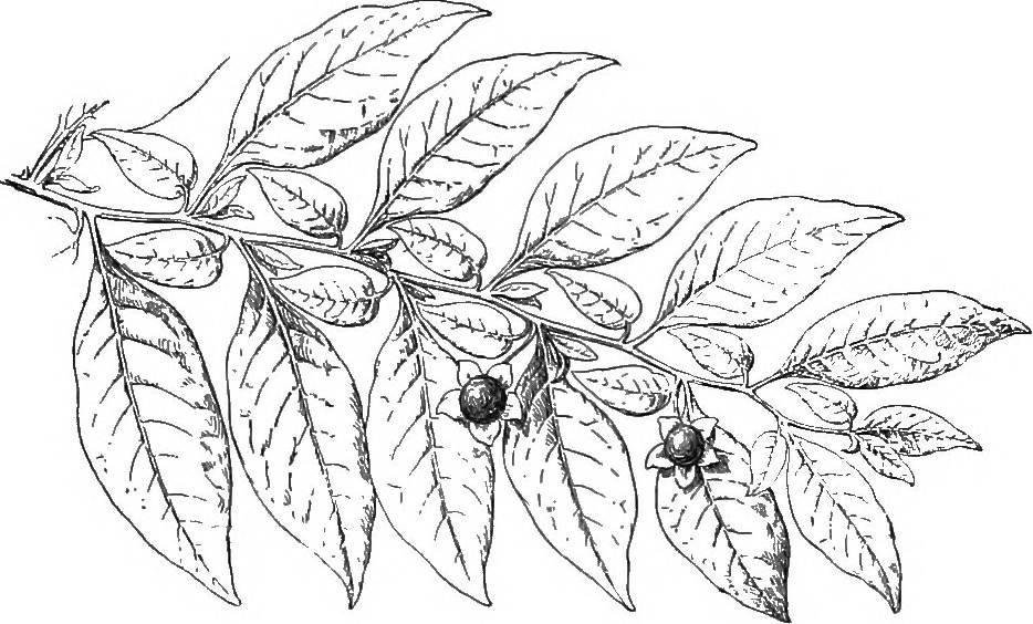Black Nightshade stem identification view