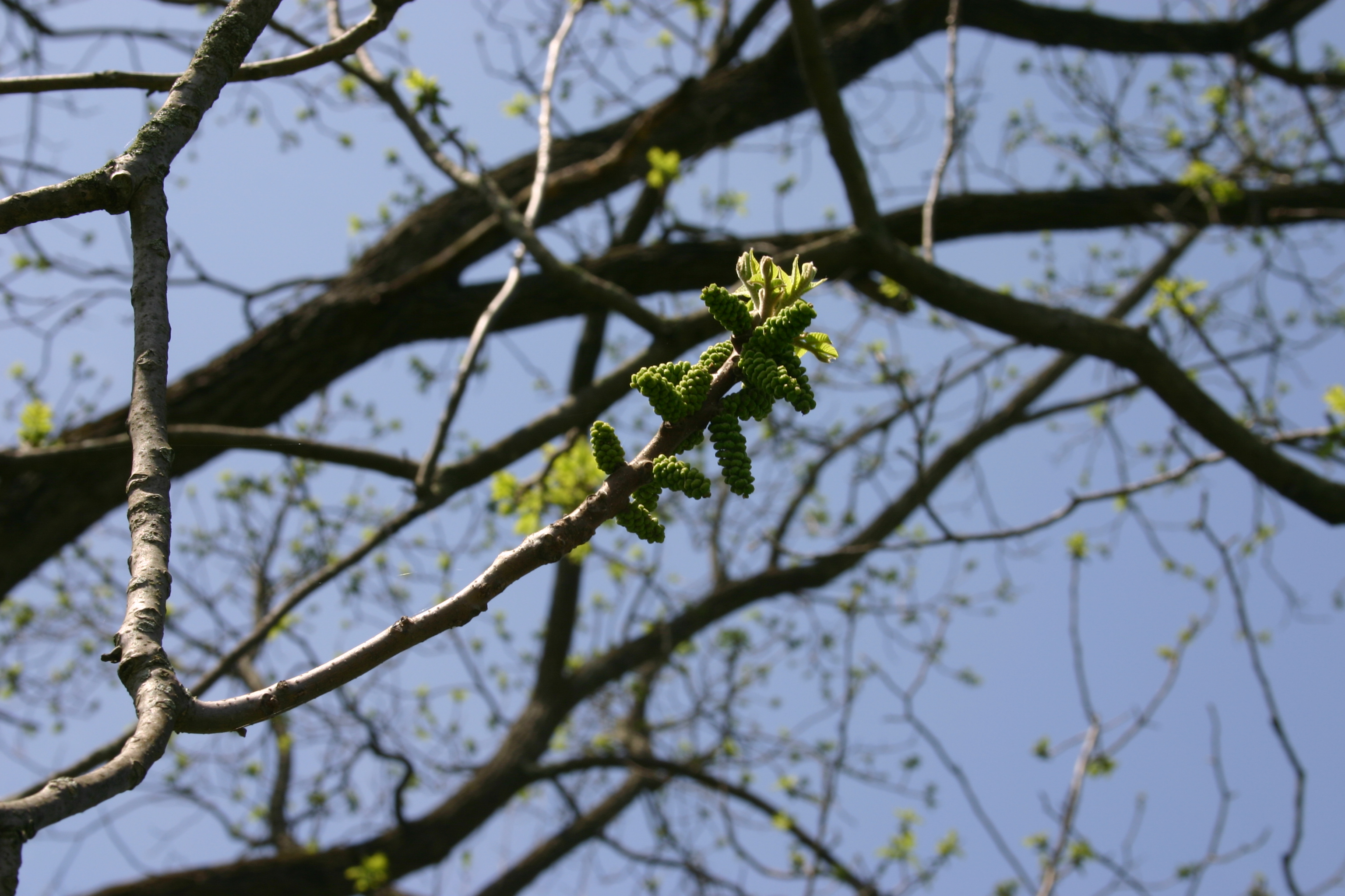 Black Walnut flower identification view