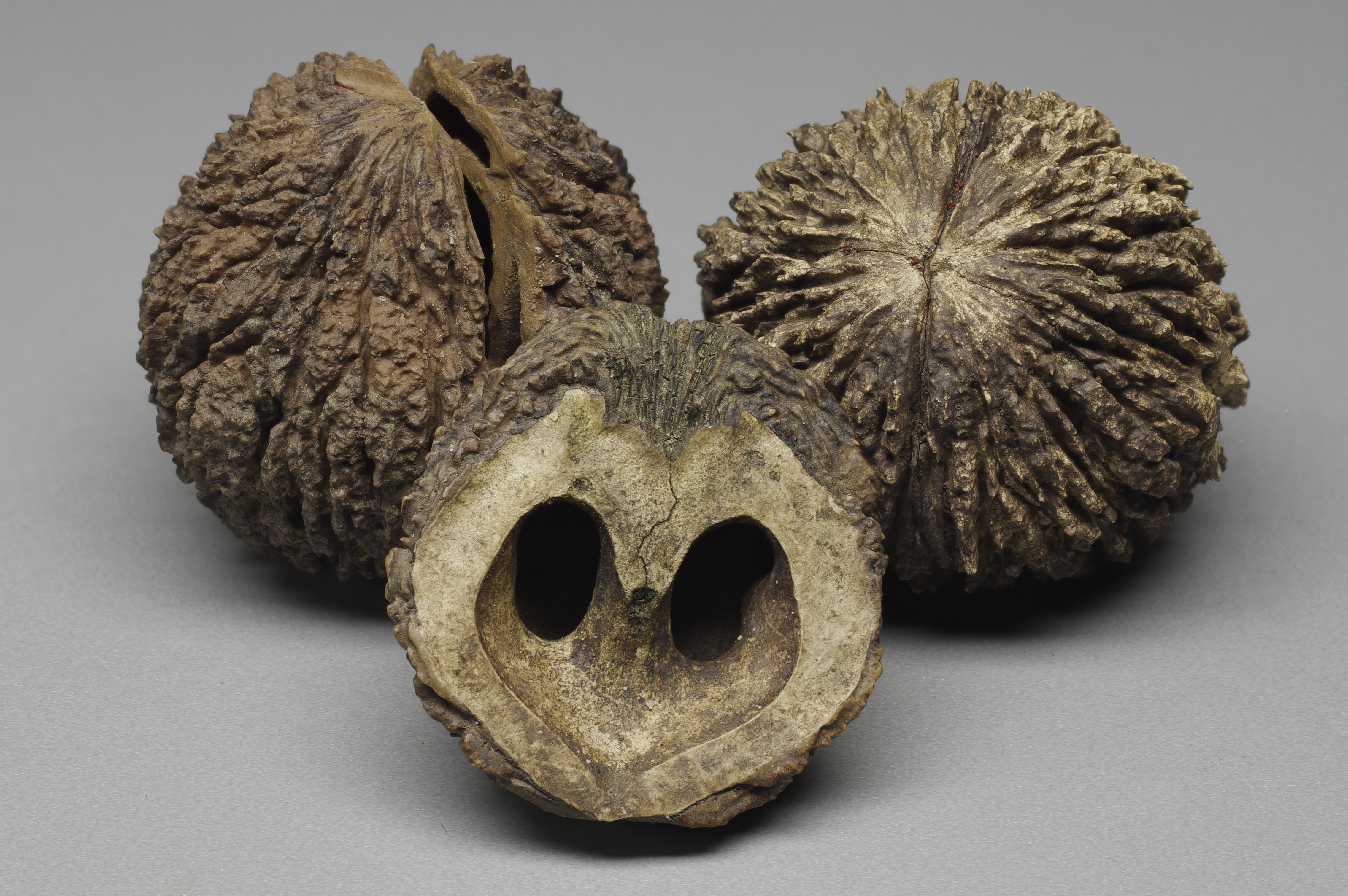 Black Walnut fruit identification view