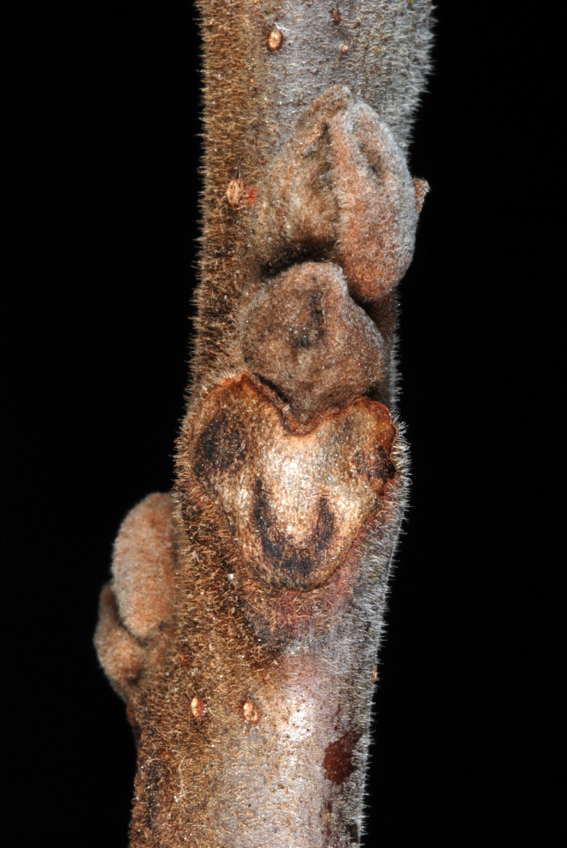 Black Walnut leaf identification view