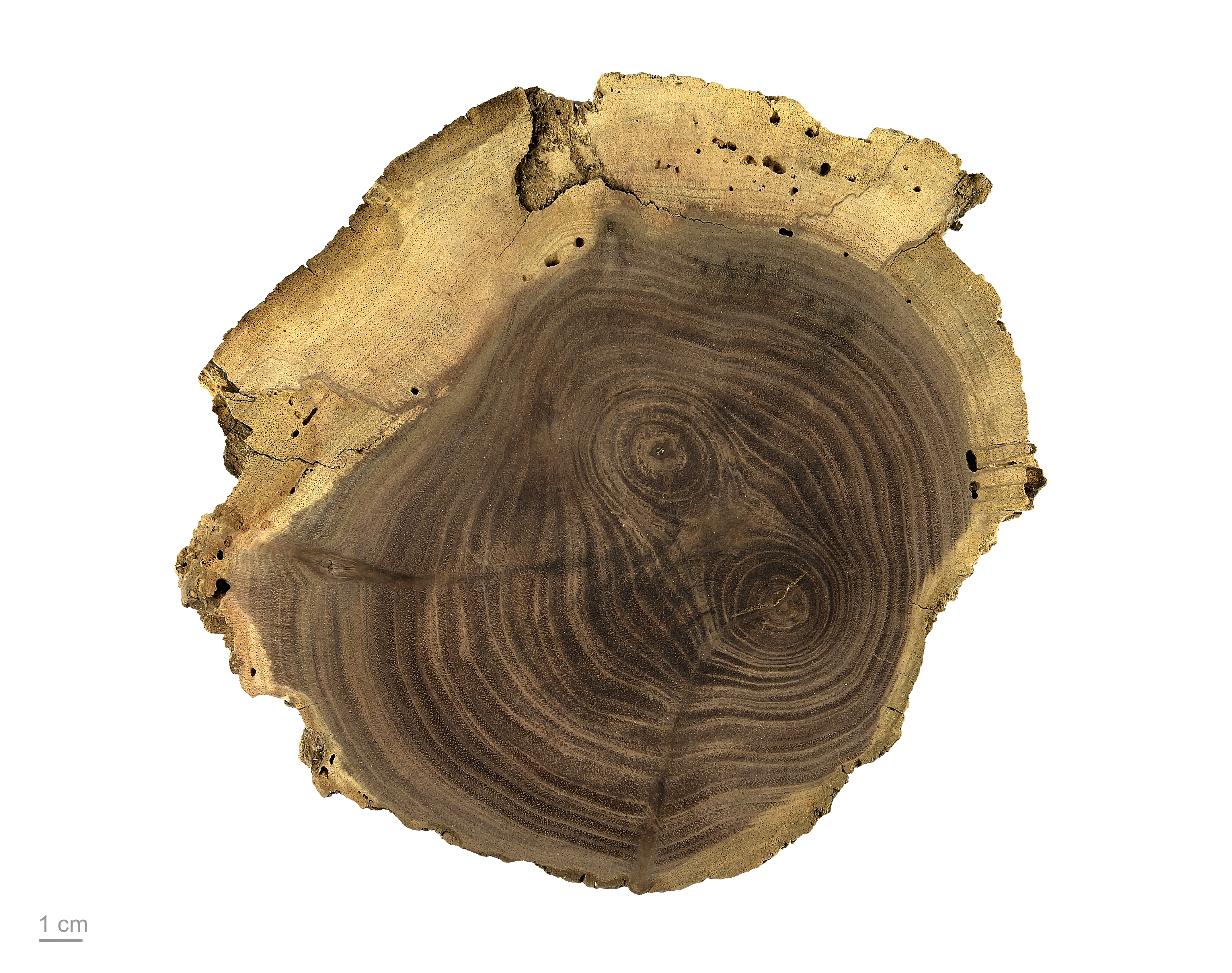 Black Walnut plant identification view