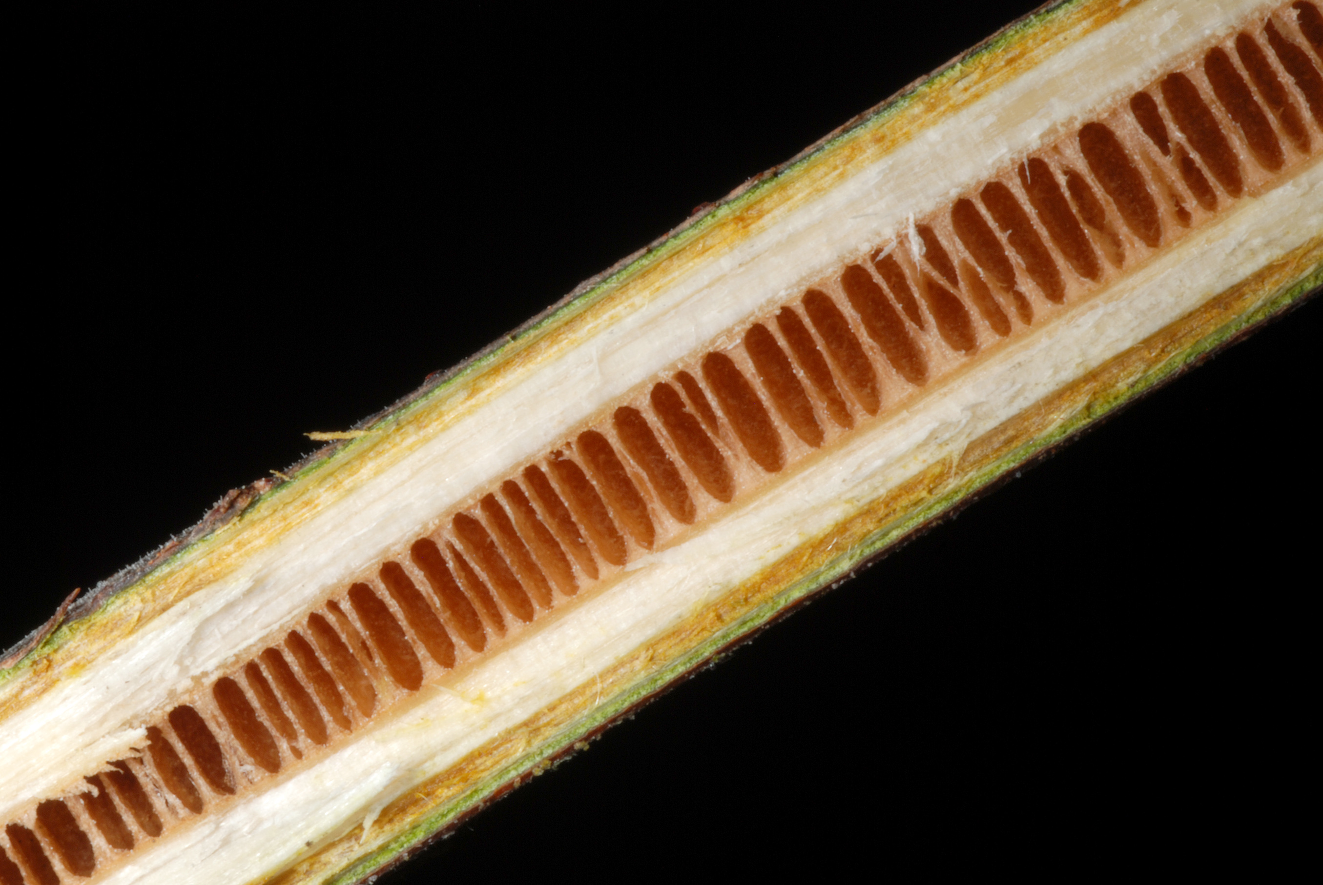 Black Walnut stem identification view