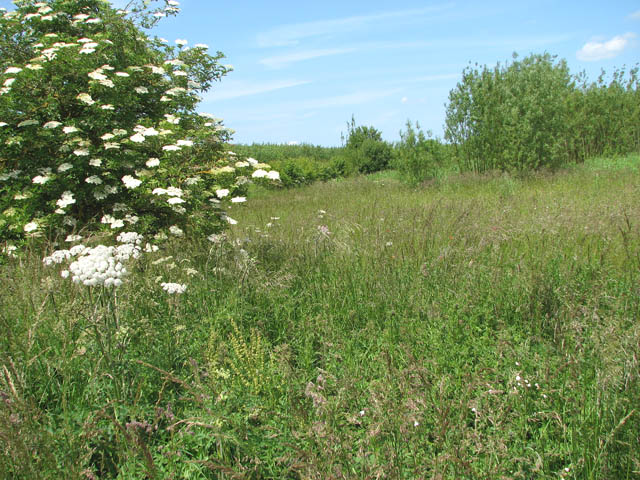 Black Willow flower identification view
