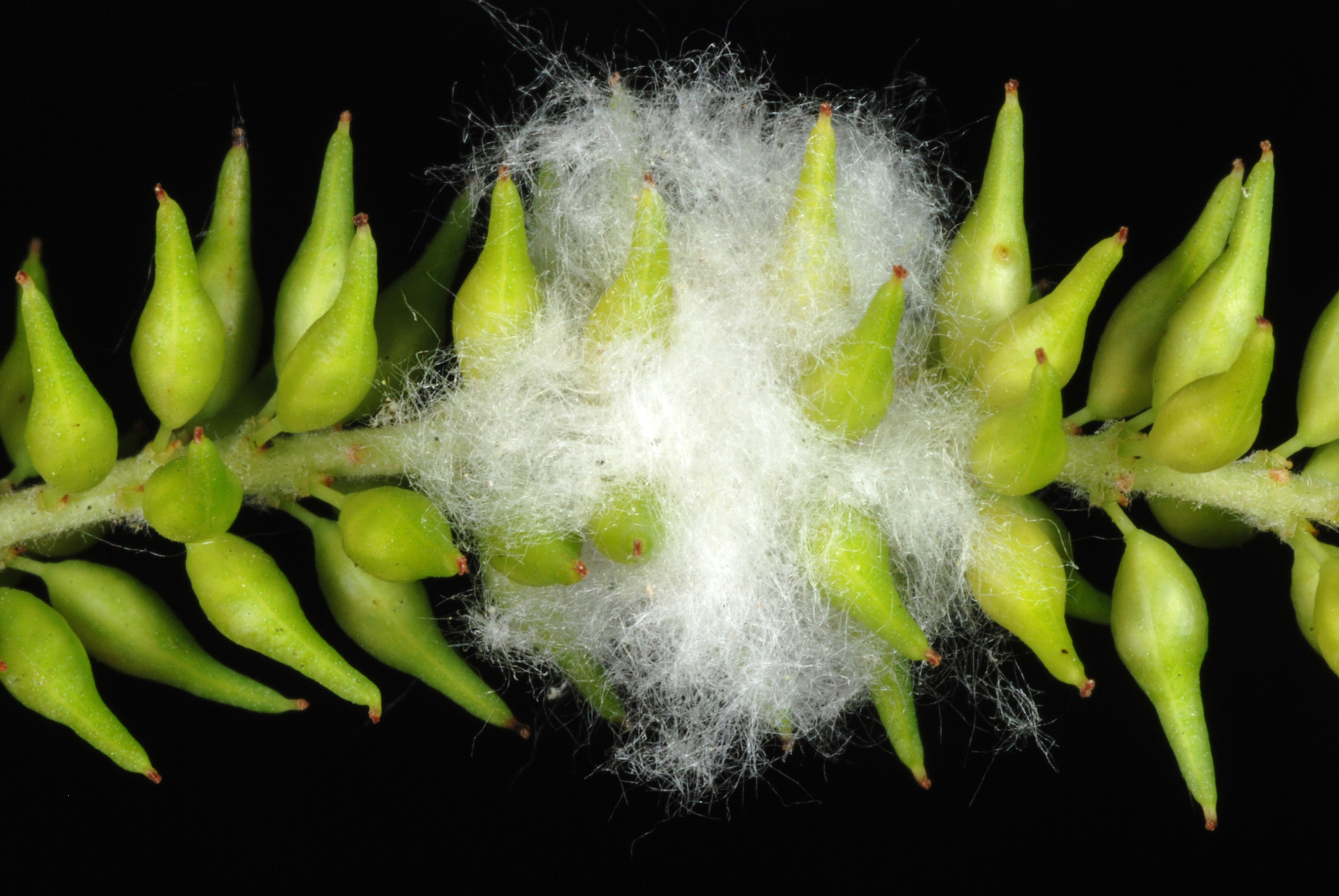 Black Willow fruit identification view