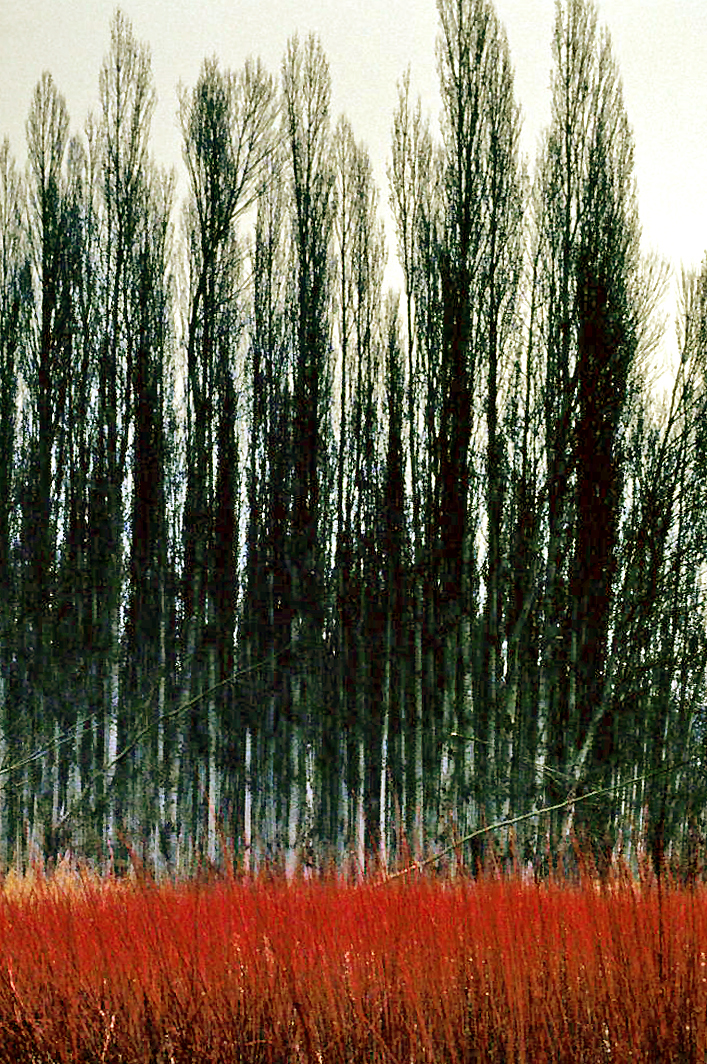 Black Willow stem identification view