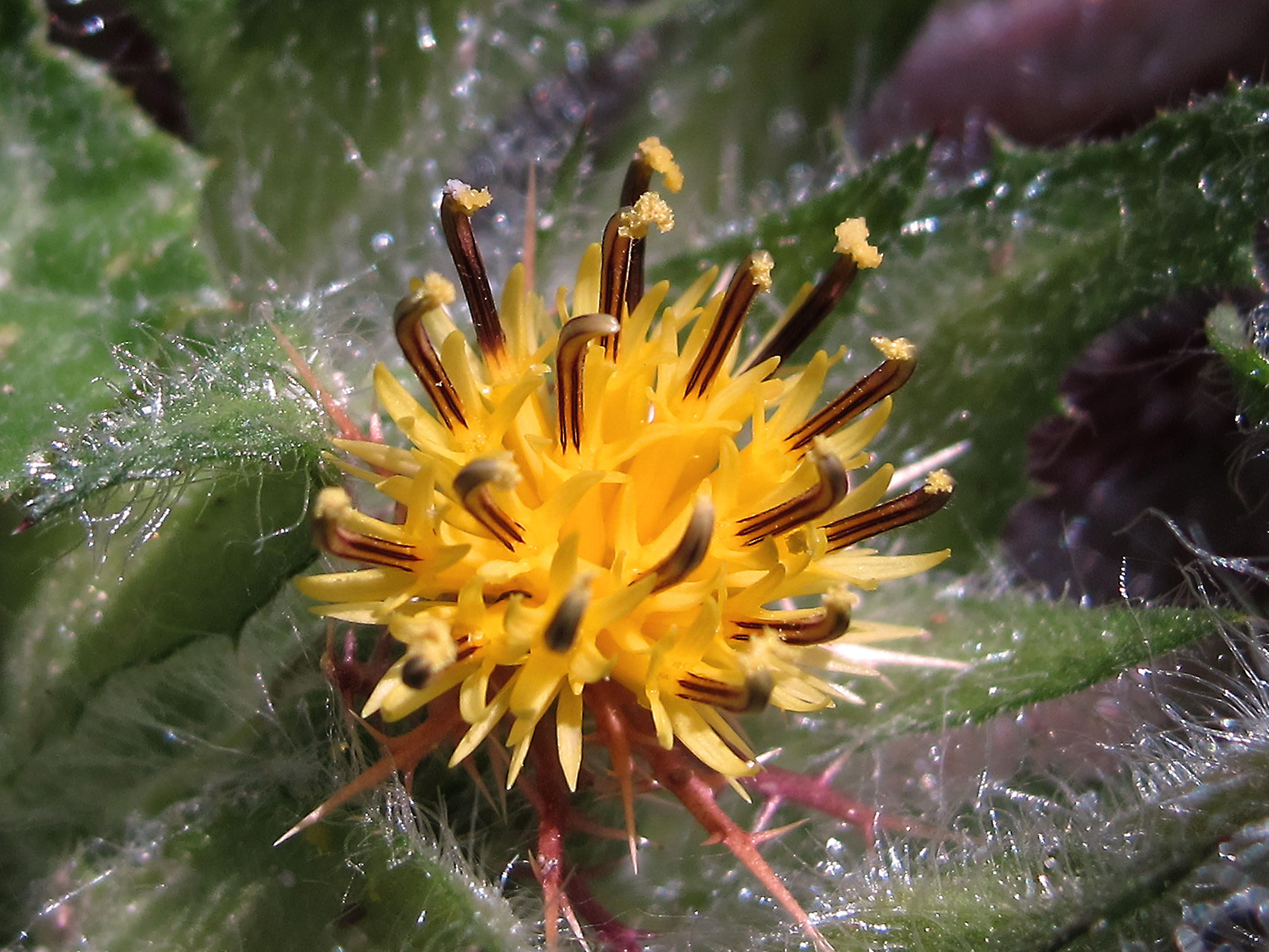 Blessed thistle flower identification view