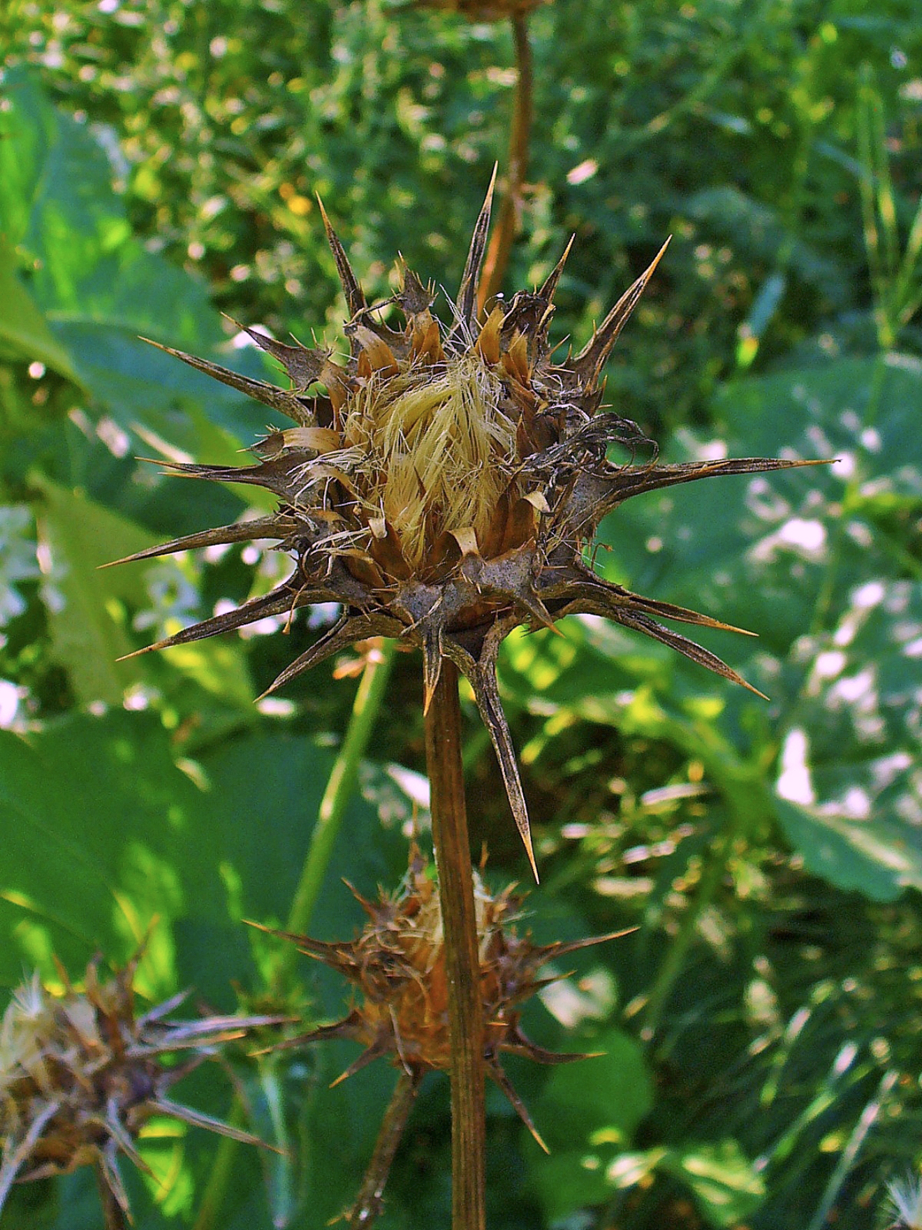 Blessed thistle fruit identification view